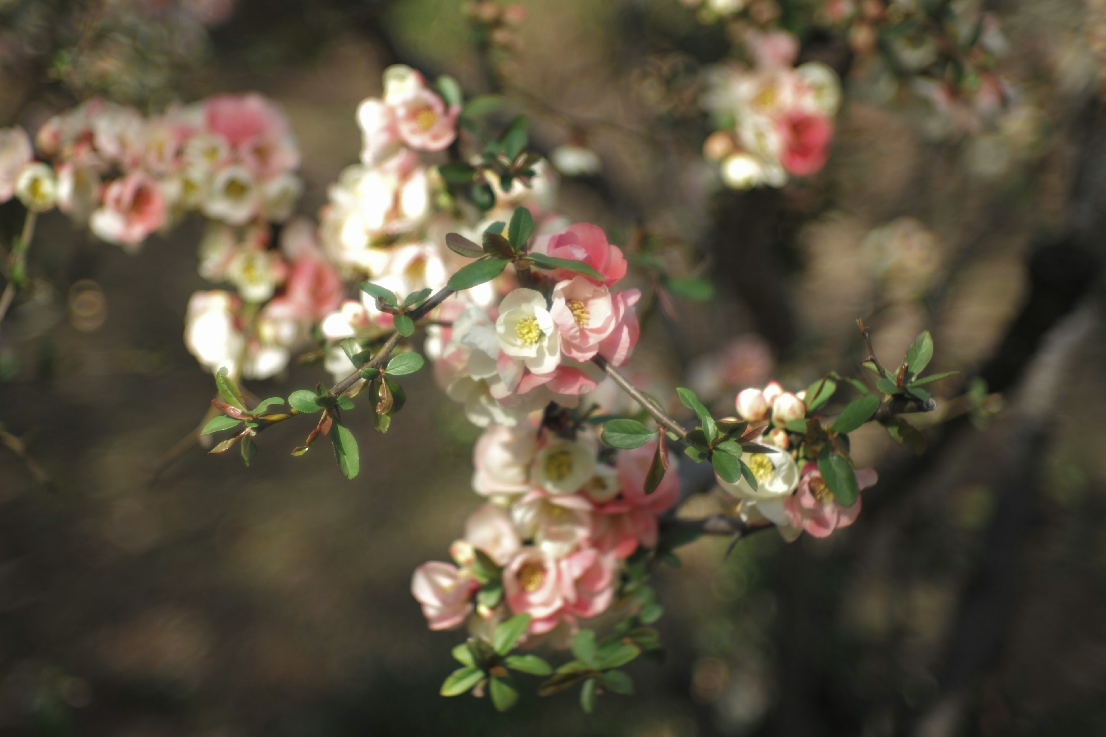 Primo piano di un ramo fiorito con fiori rosa e bianchi