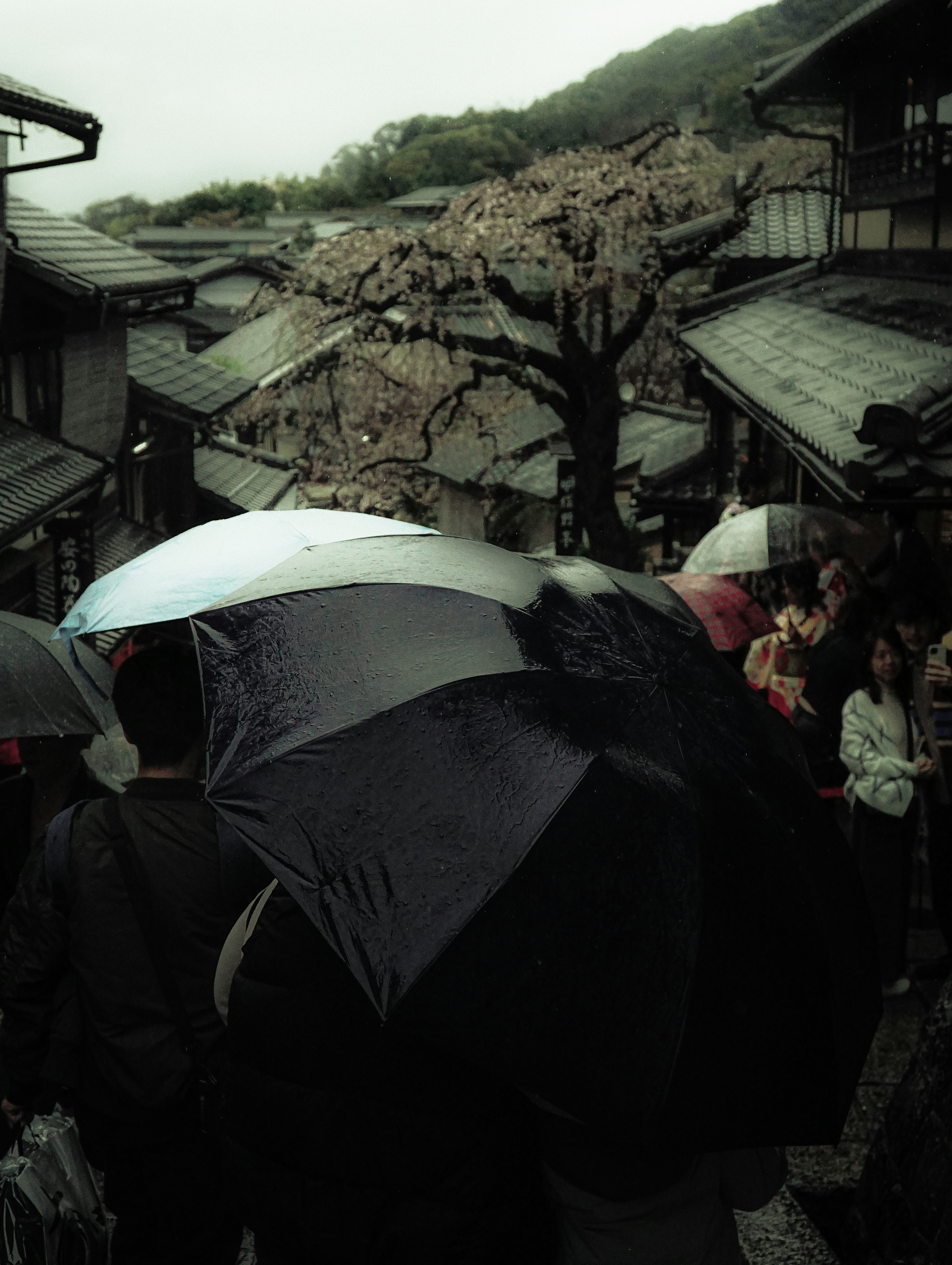 人々が傘を持っている街並みの風景と桜の木