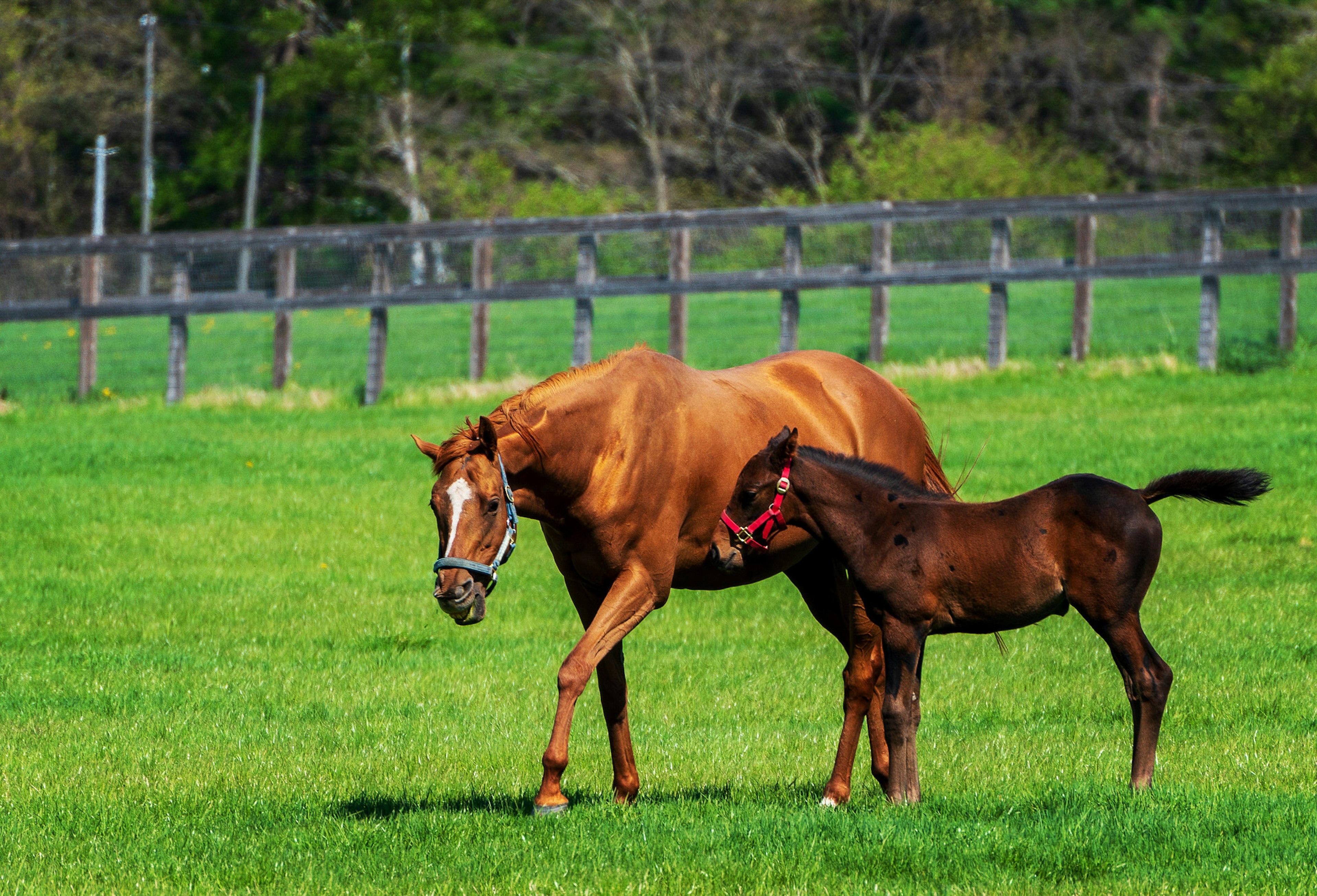 A mare and her foal grazing in a lush green field