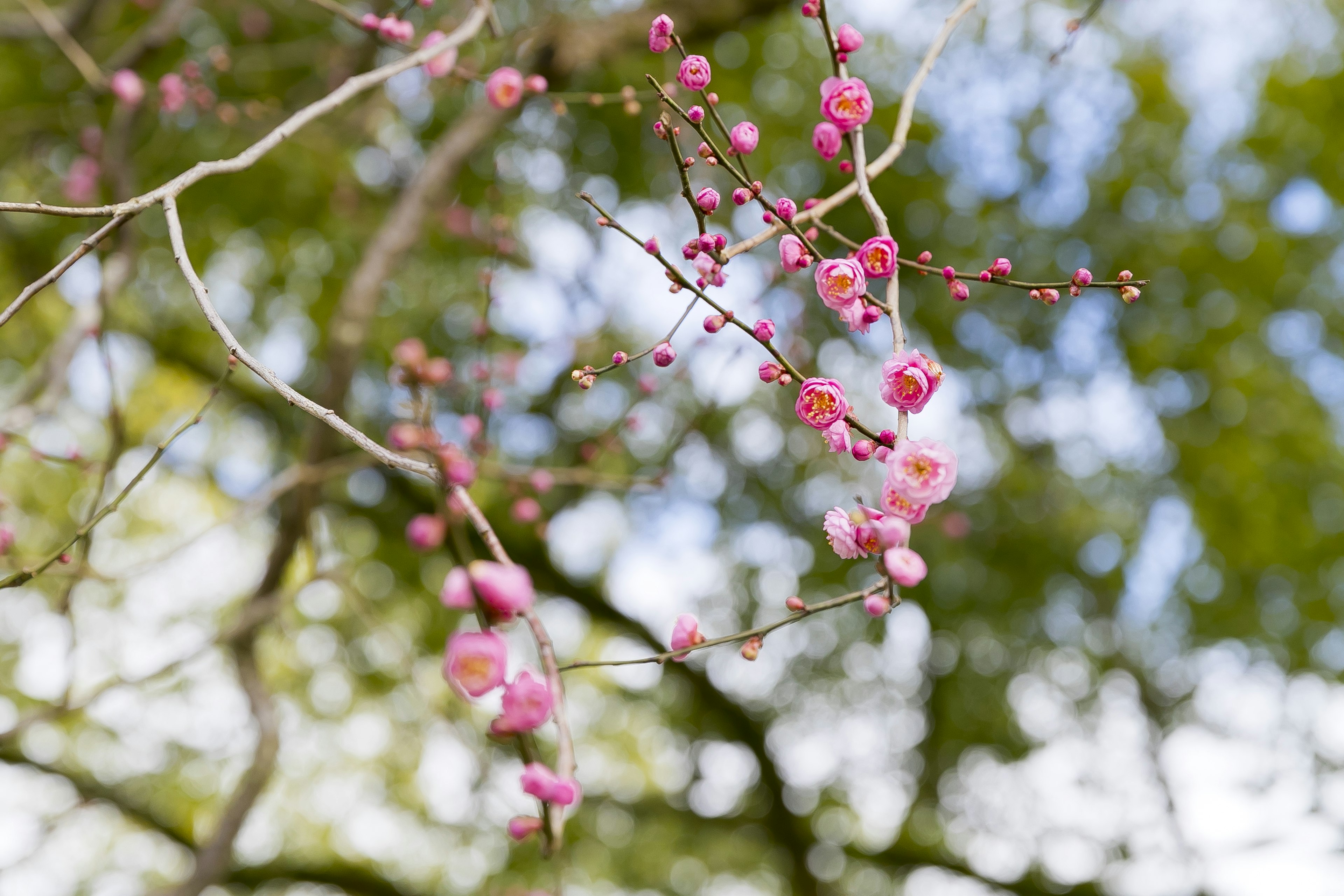 樱花枝条特写，粉色花朵与绿色叶子和蓝天背景