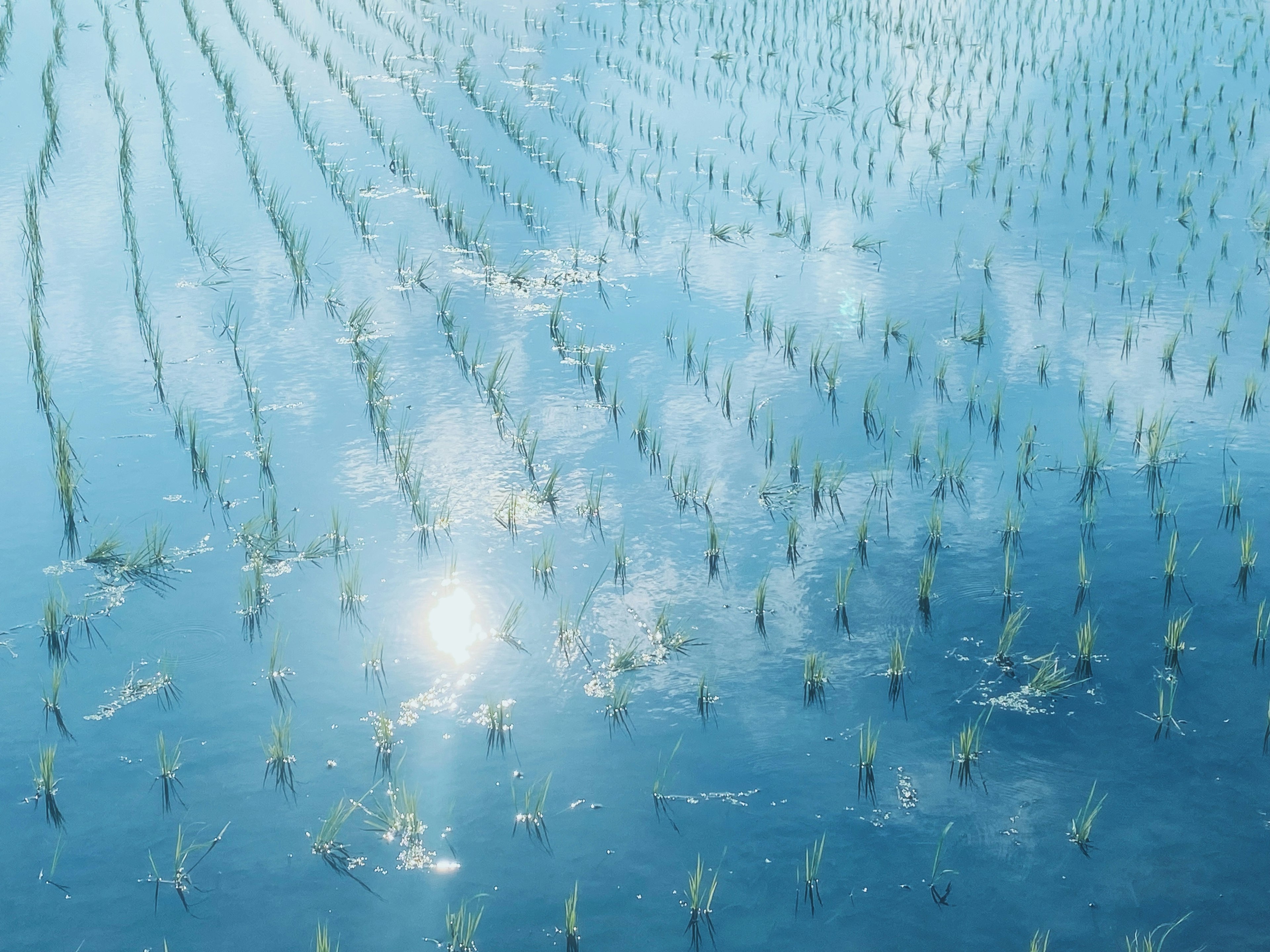 Rice seedlings reflected on a blue water surface with clouds