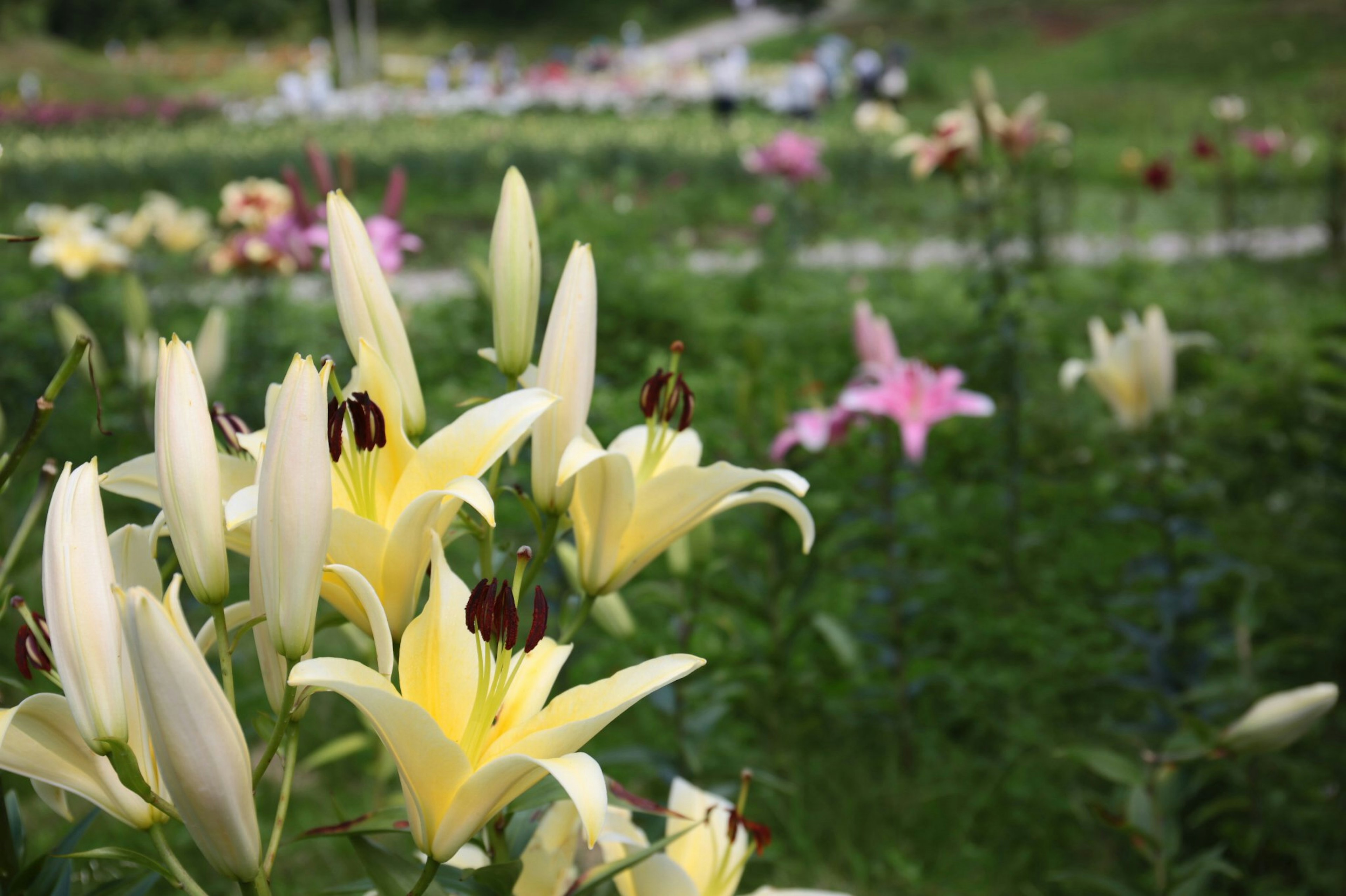 Una scena di giardino con gigli gialli in fiore e gigli rosa sullo sfondo