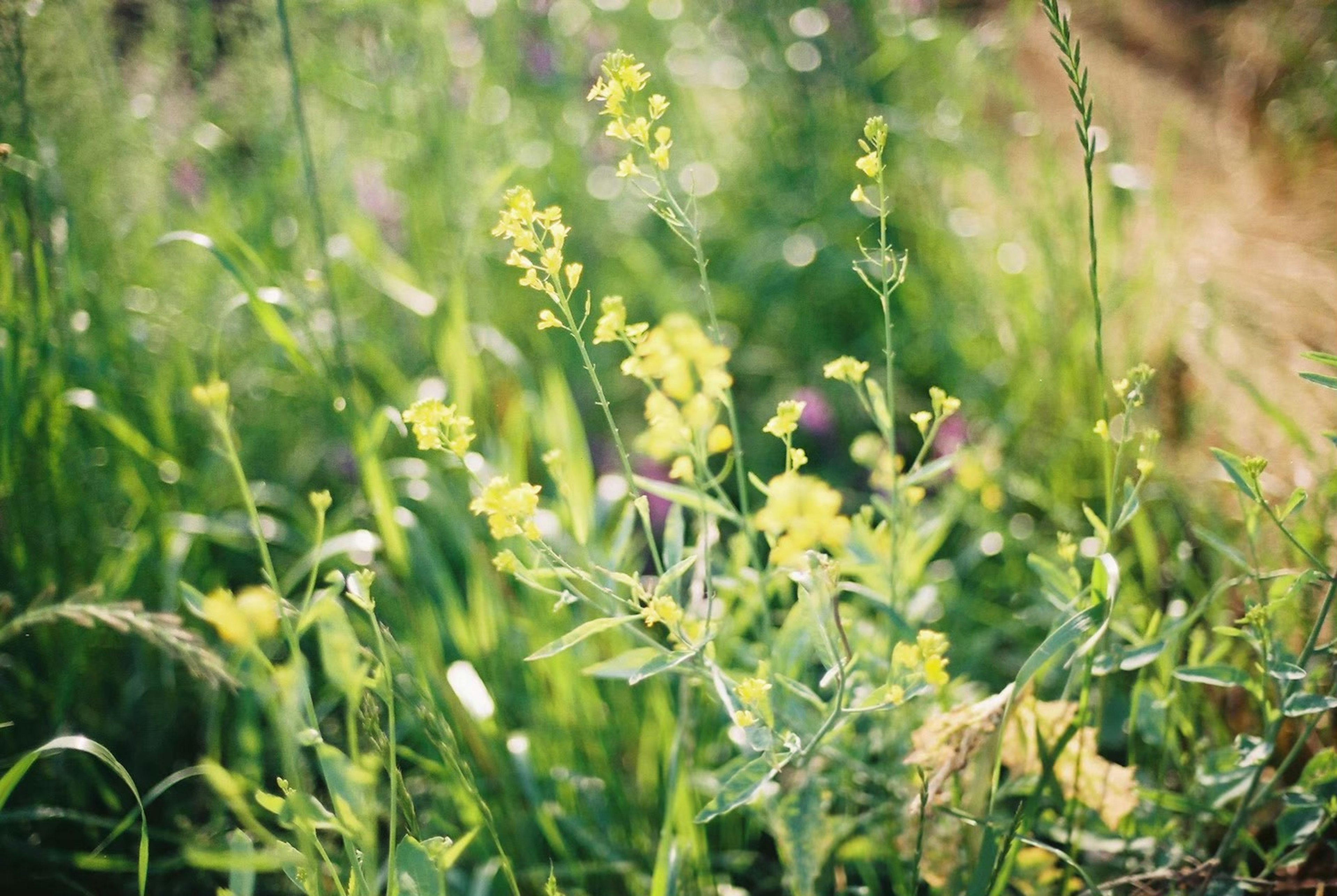 Paisaje natural con hierba verde y flores amarillas en flor