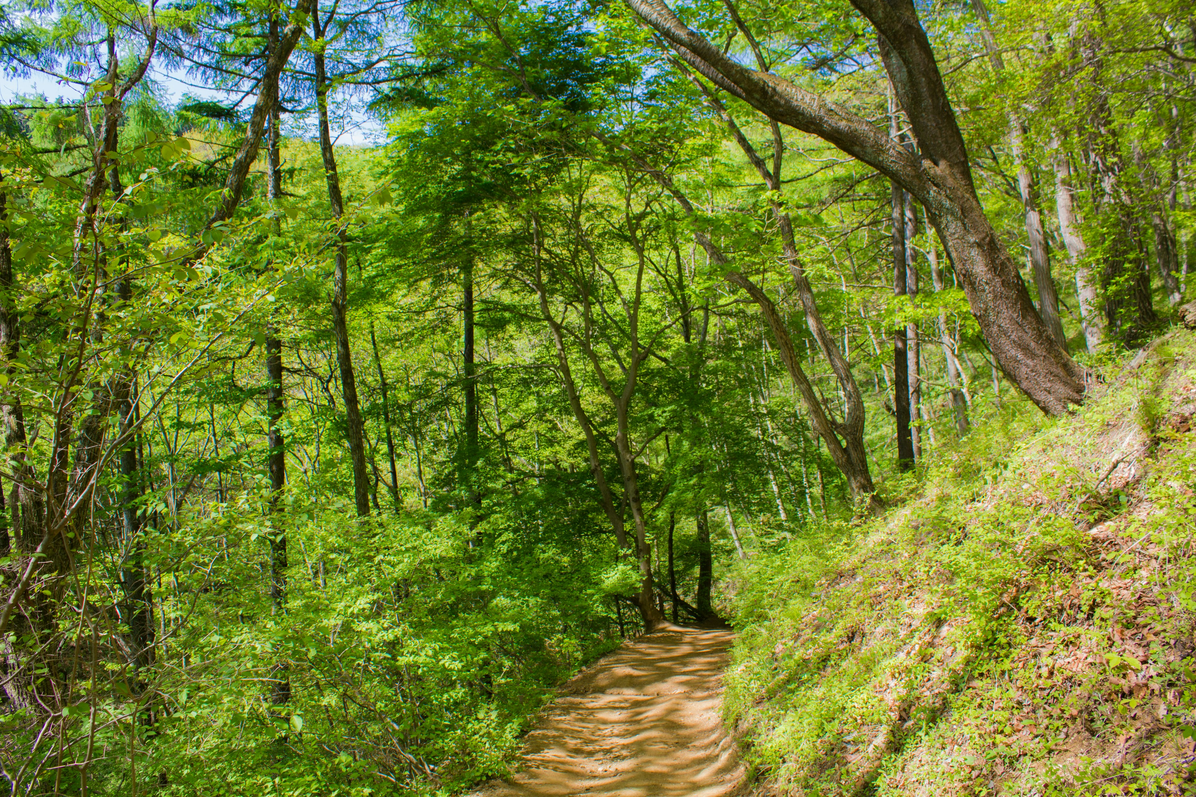 Lush green forest path with trees and sunlight