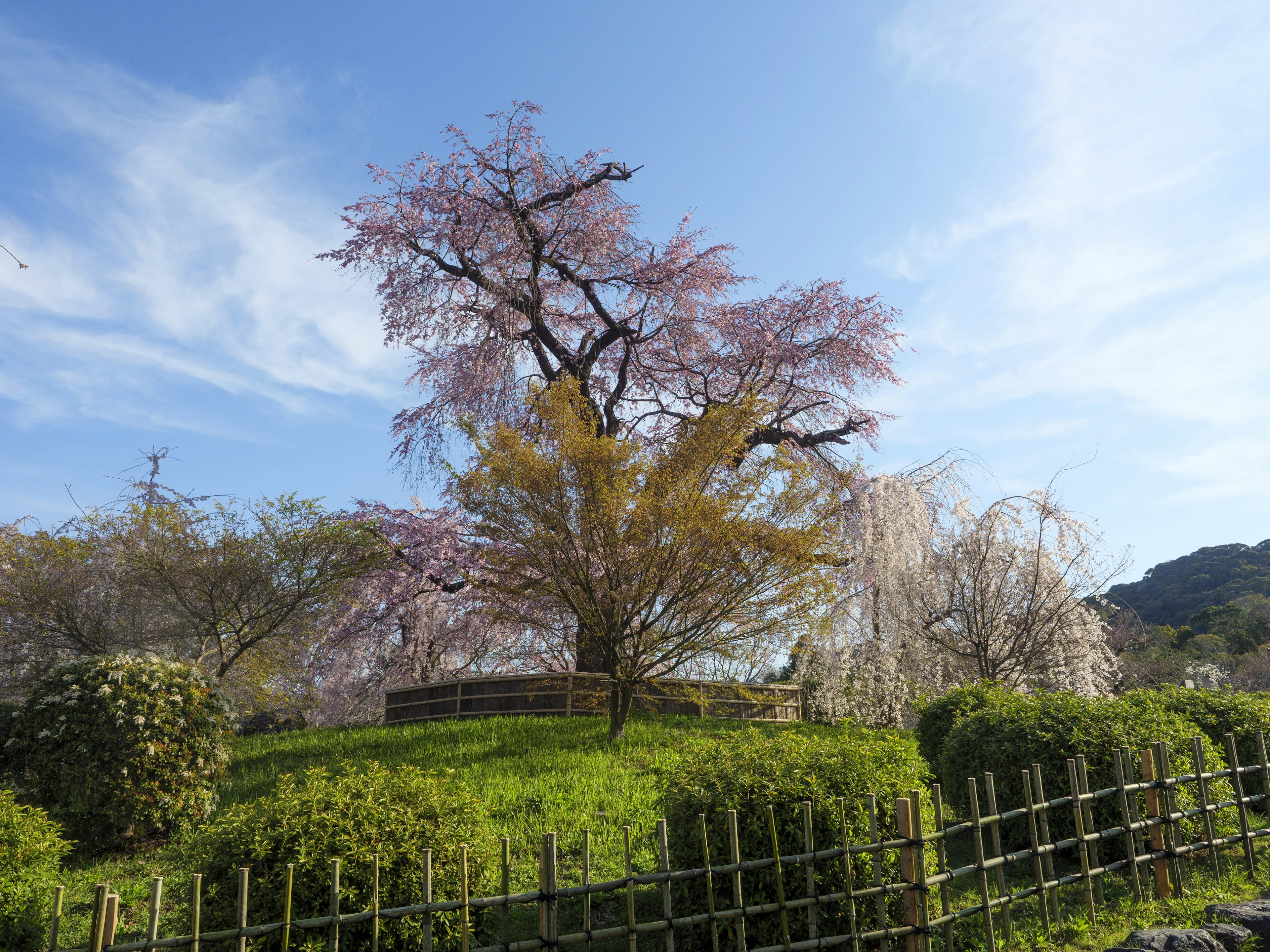 Pohon sakura yang indah dengan pemandangan bukit hijau