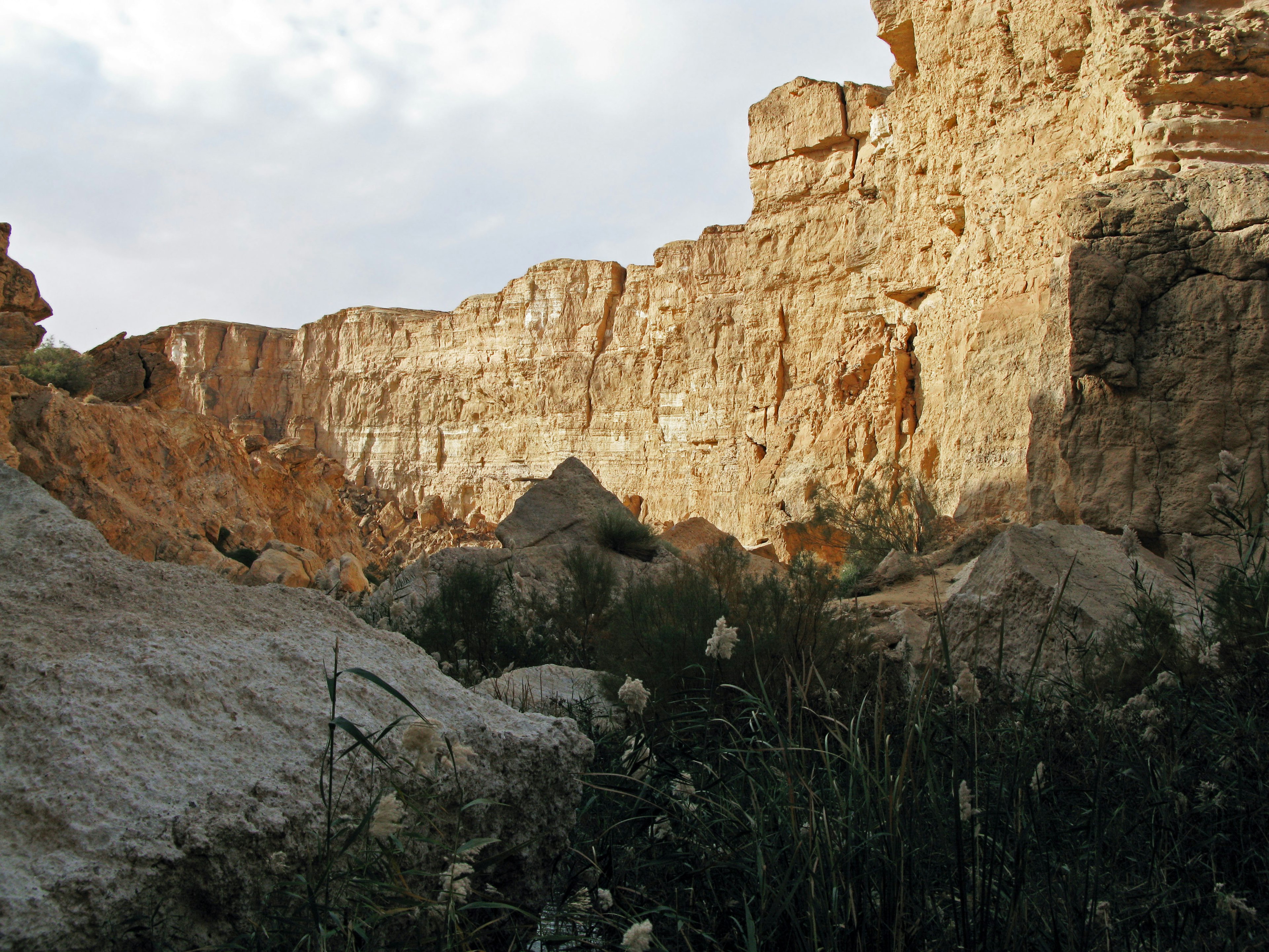 Paesaggio desertico con scogliere rocciose e vegetazione rada