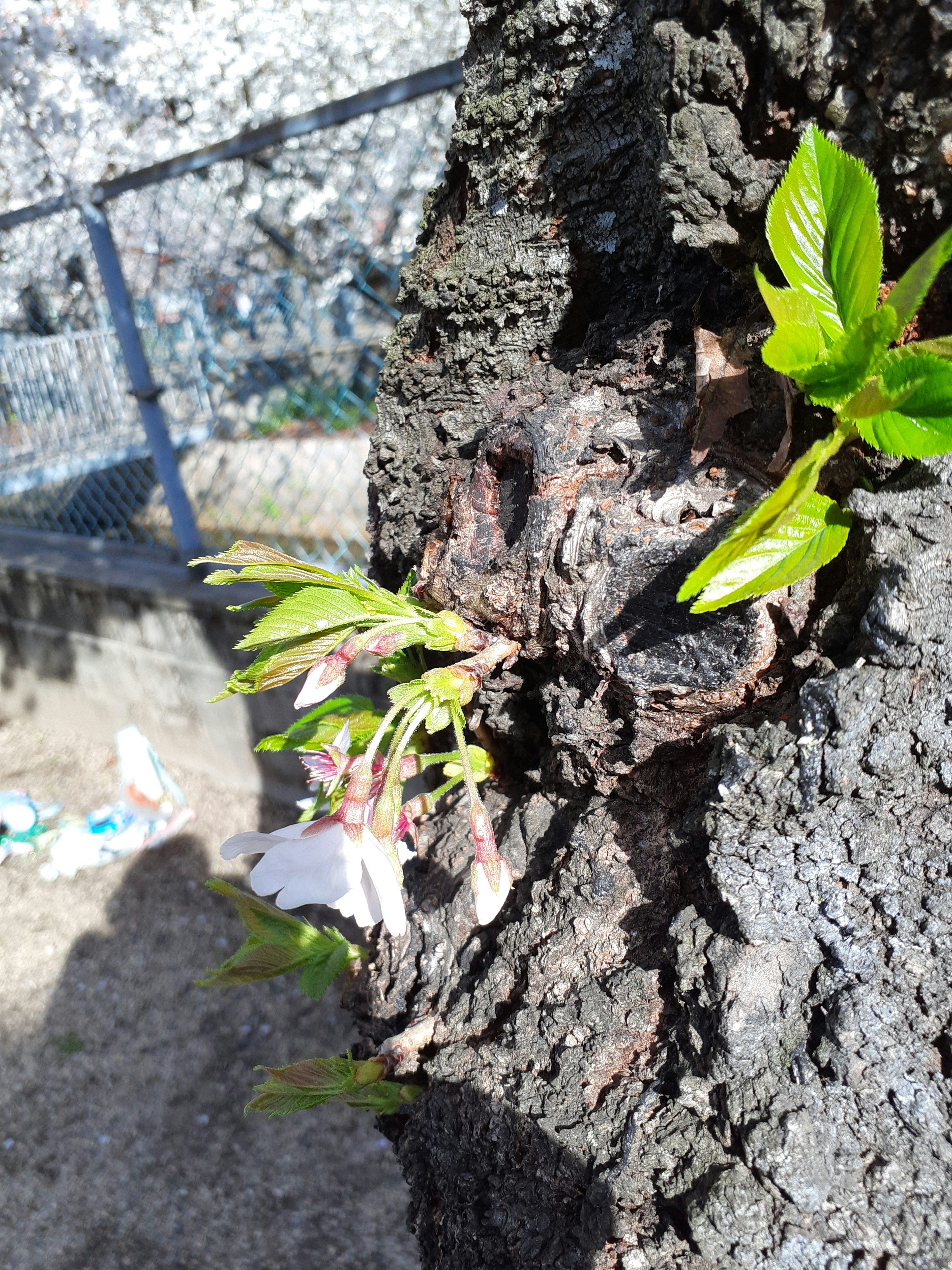 木の幹から新芽が出ている様子