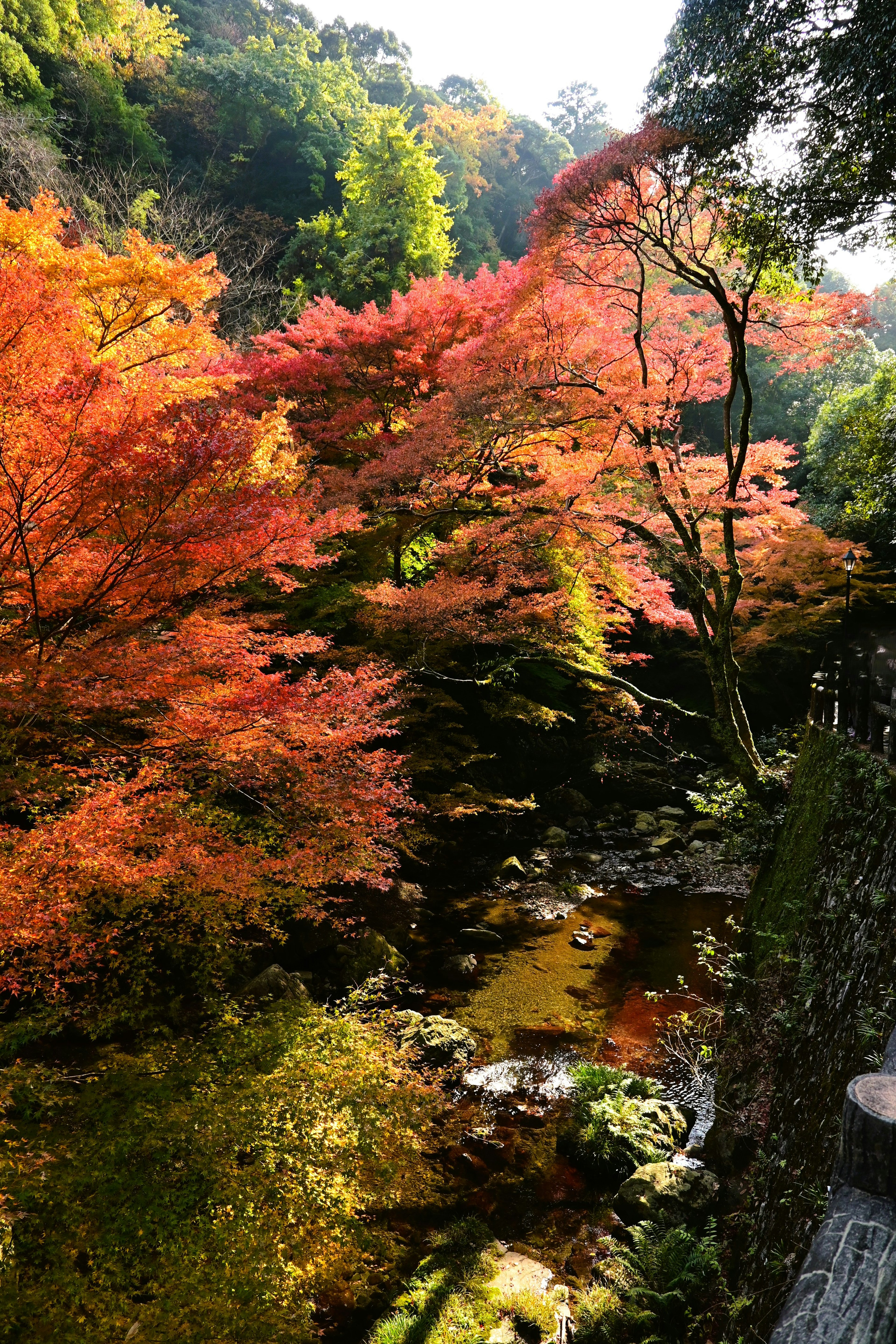 鮮やかな紅葉が広がる渓谷の景色