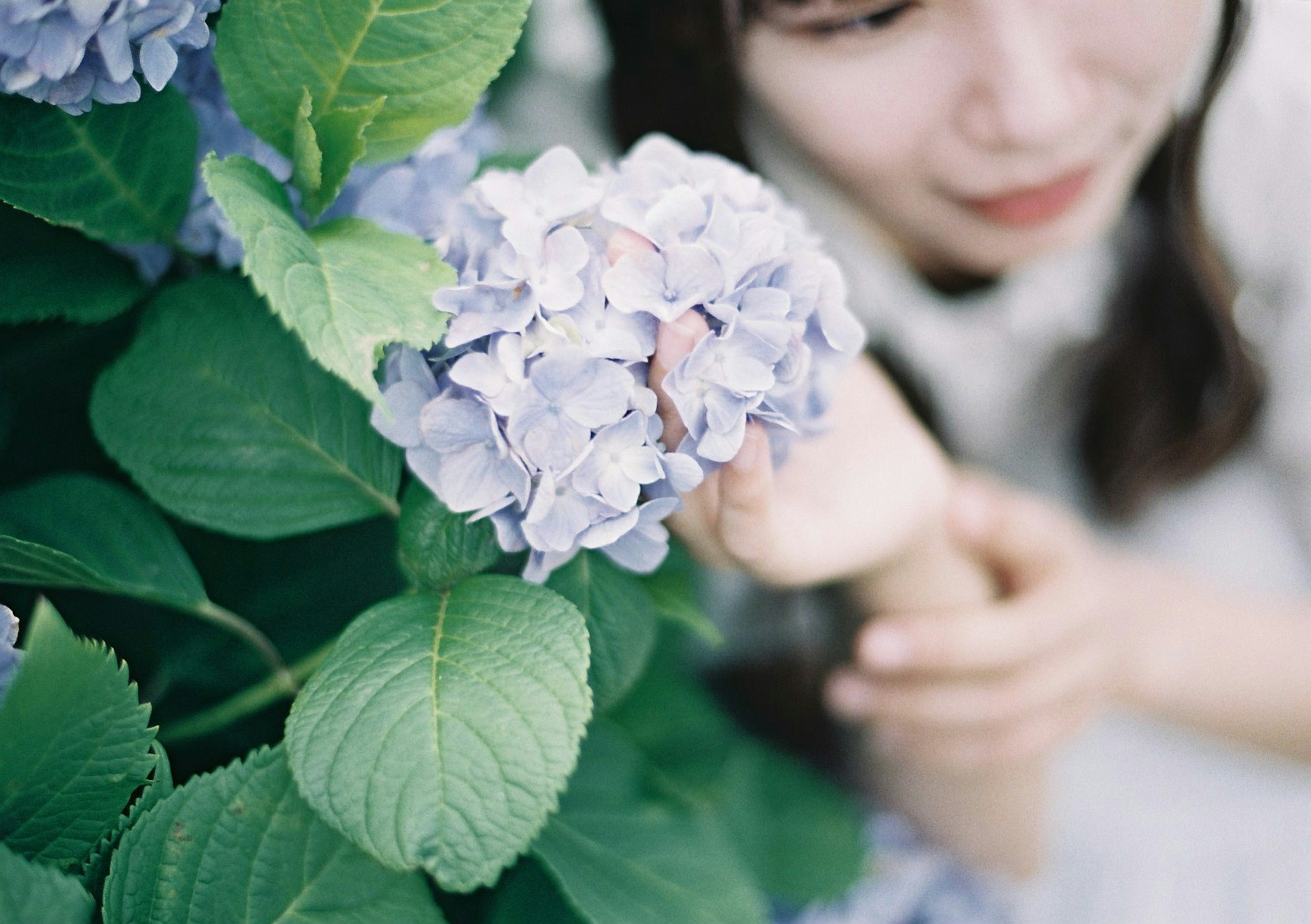 女性觸摸繡球花的特寫