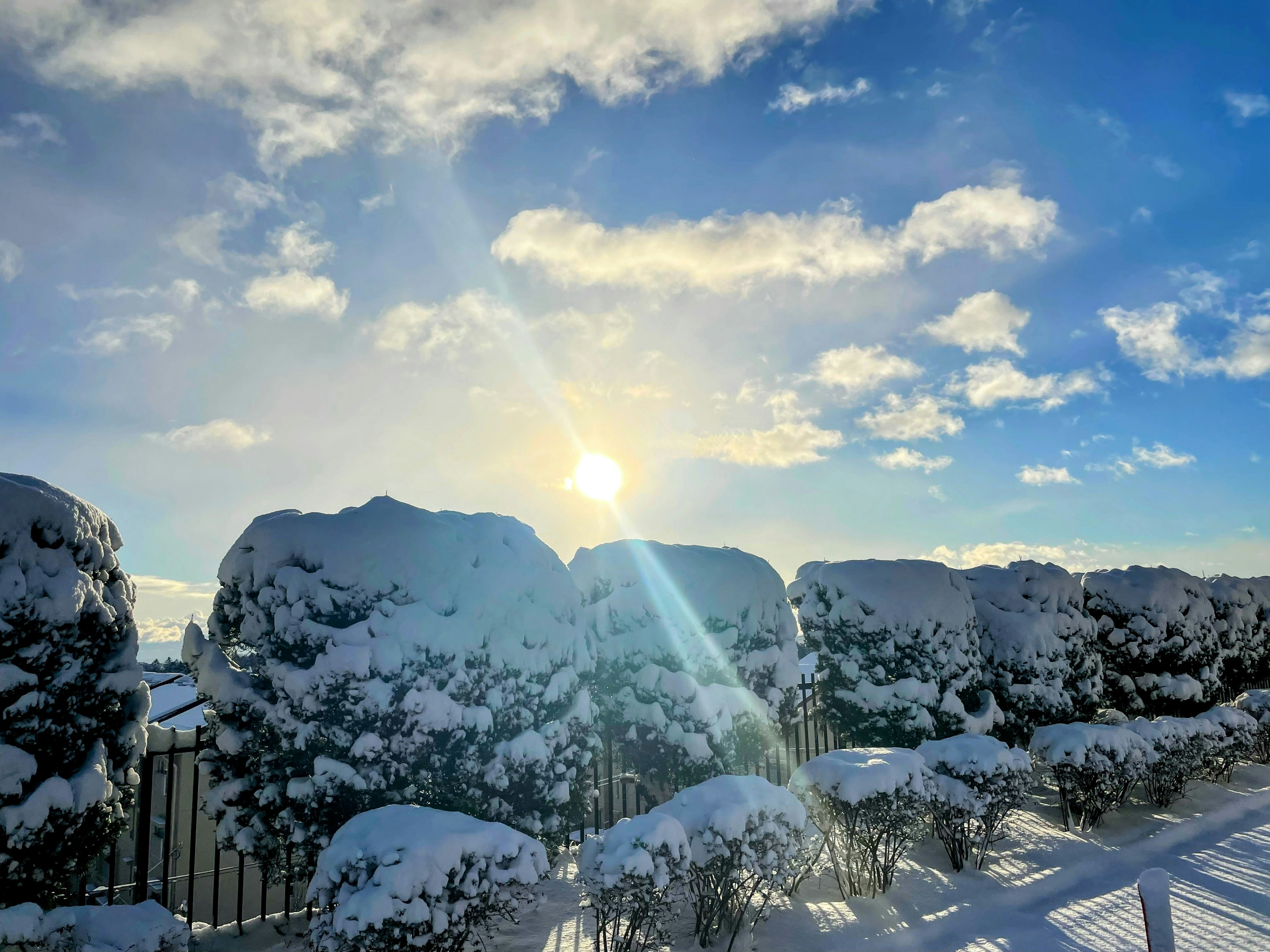 Sun shining over snow-covered trees under a blue sky