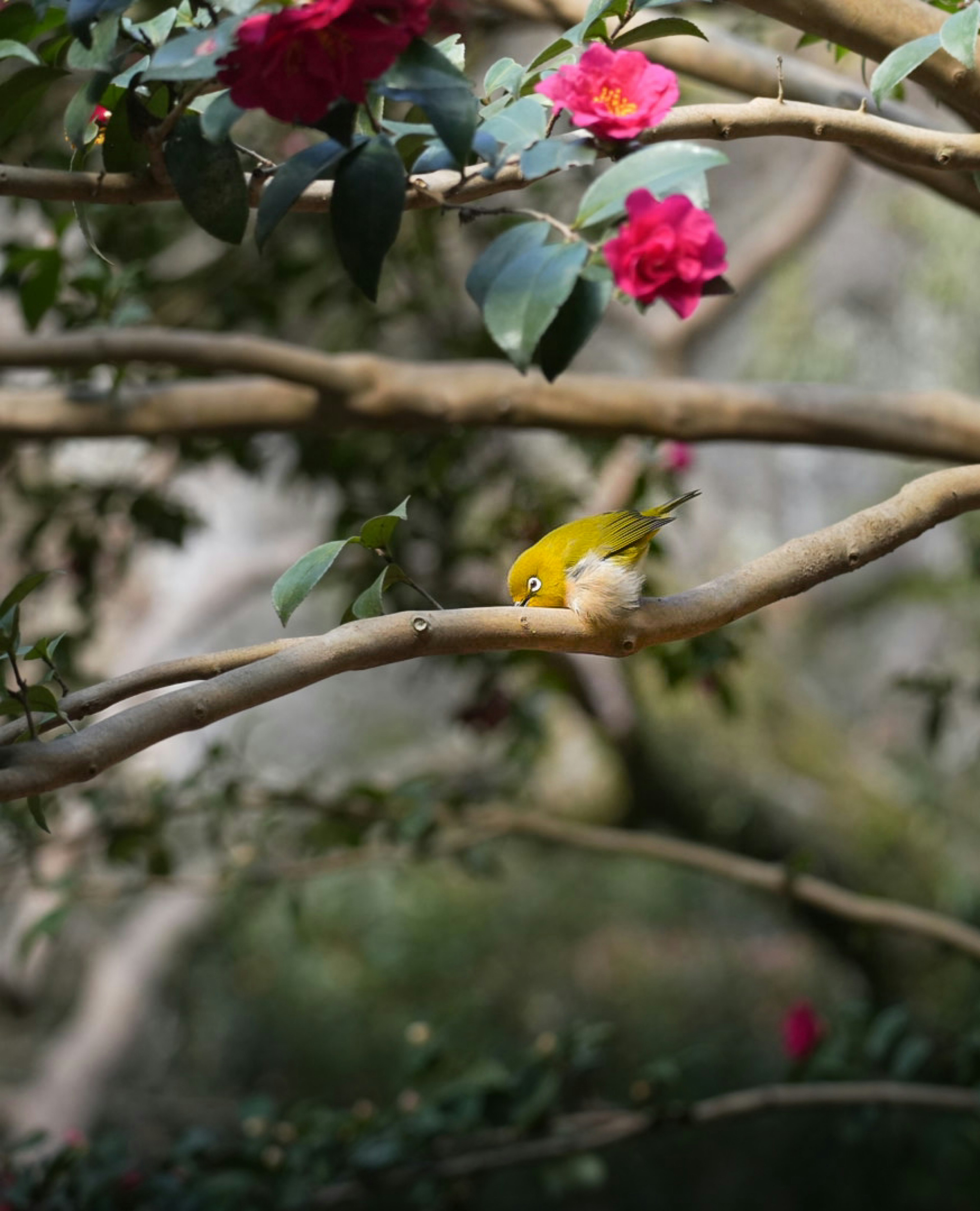 Burung kuning bertengger di cabang dikelilingi bunga mekar