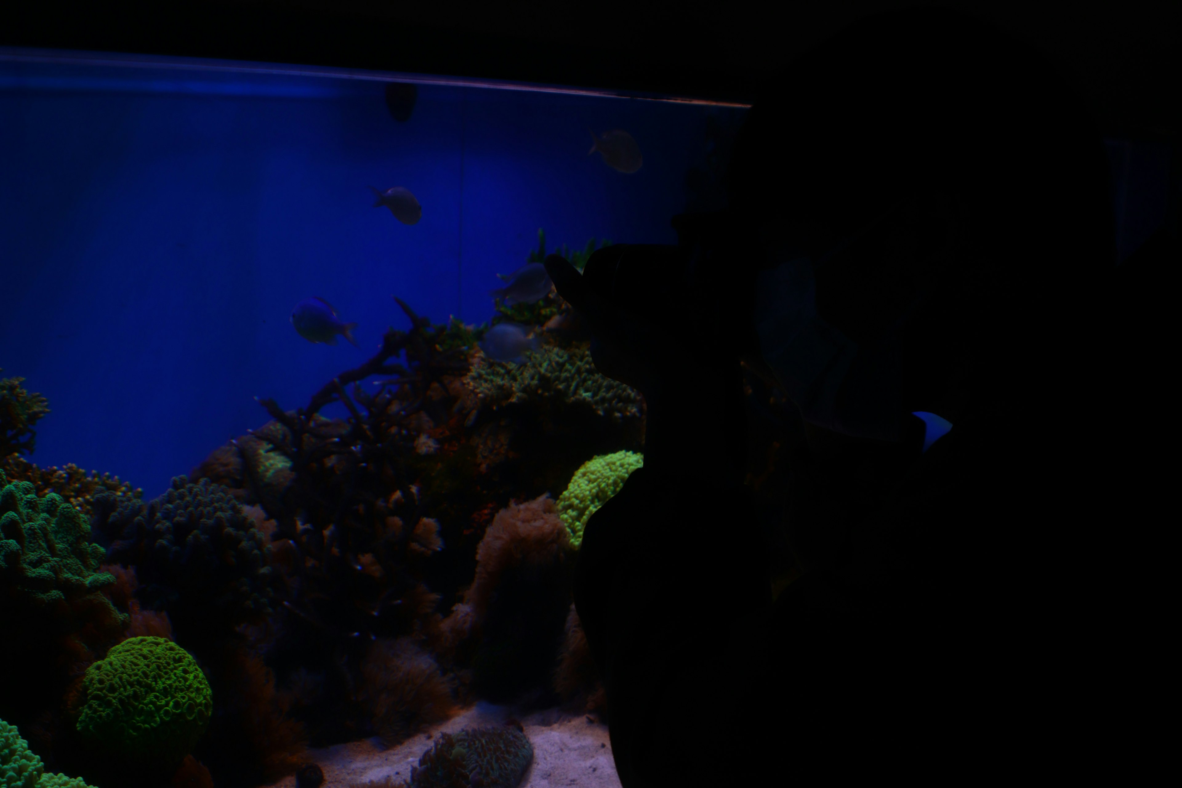 Silhouette of a person next to an aquarium with colorful corals and blue water