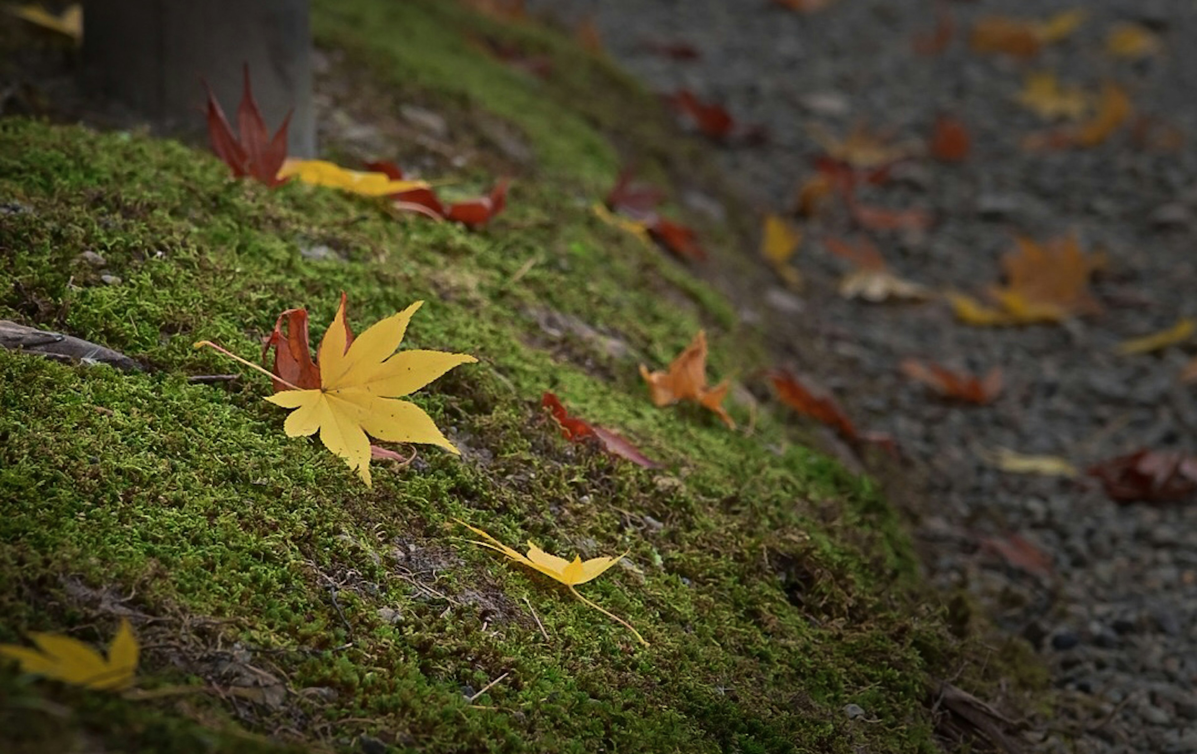 緑の苔の上に落ちた黄色と赤の紅葉