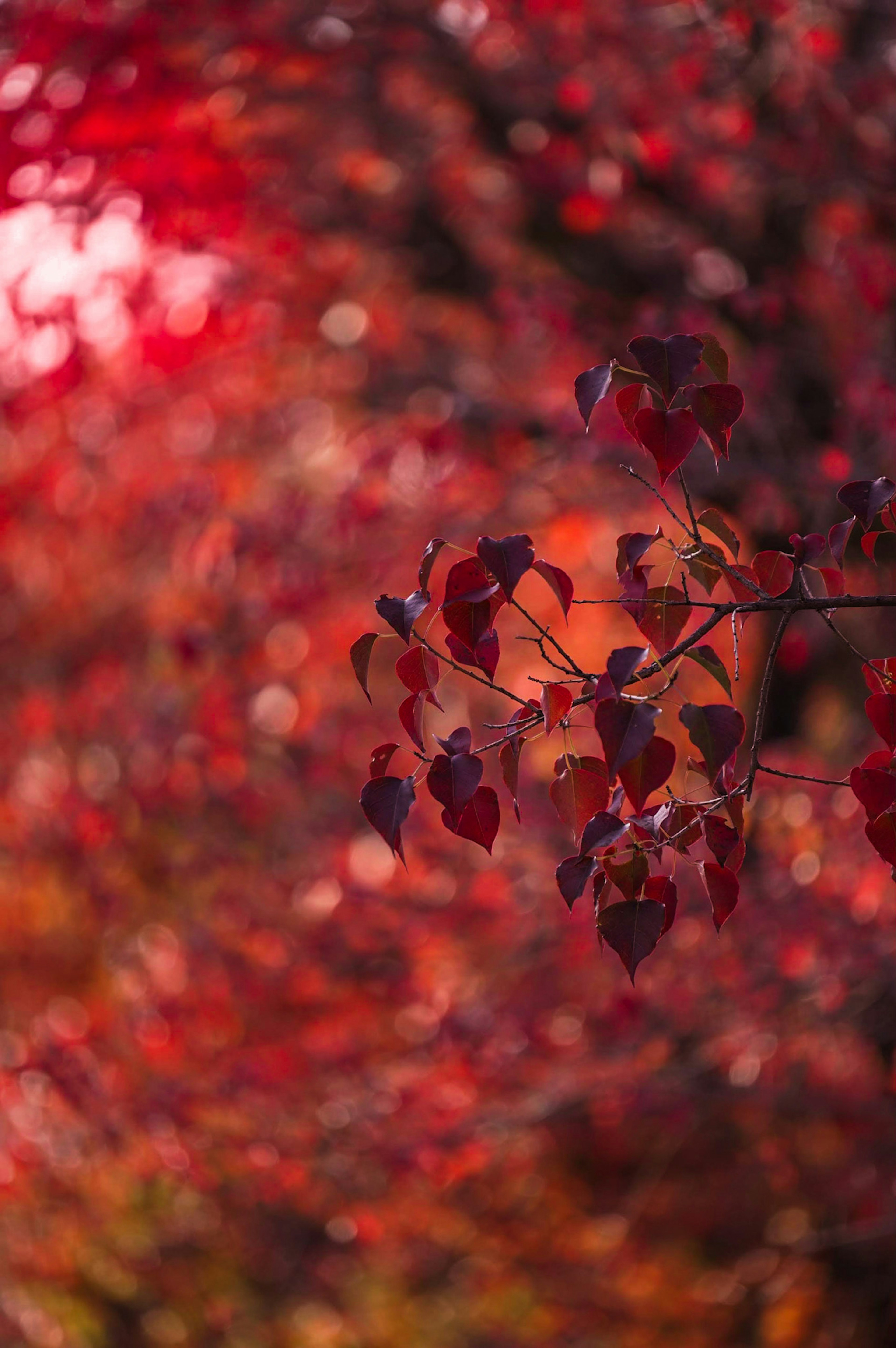 鮮豔的紅色和紫色葉子重疊，背景模糊