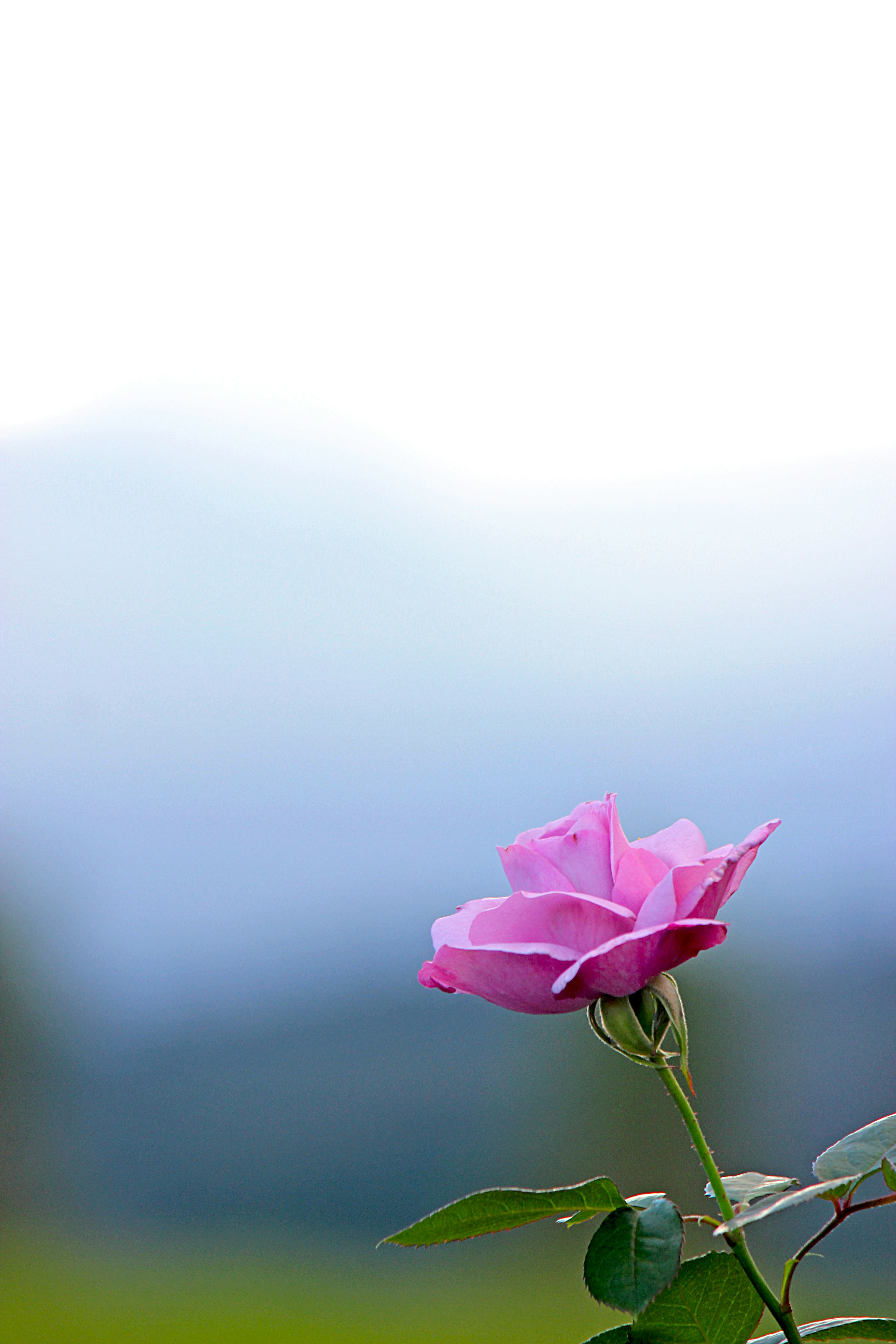 A pink rose blooming against a blurred blue mountain and sky background