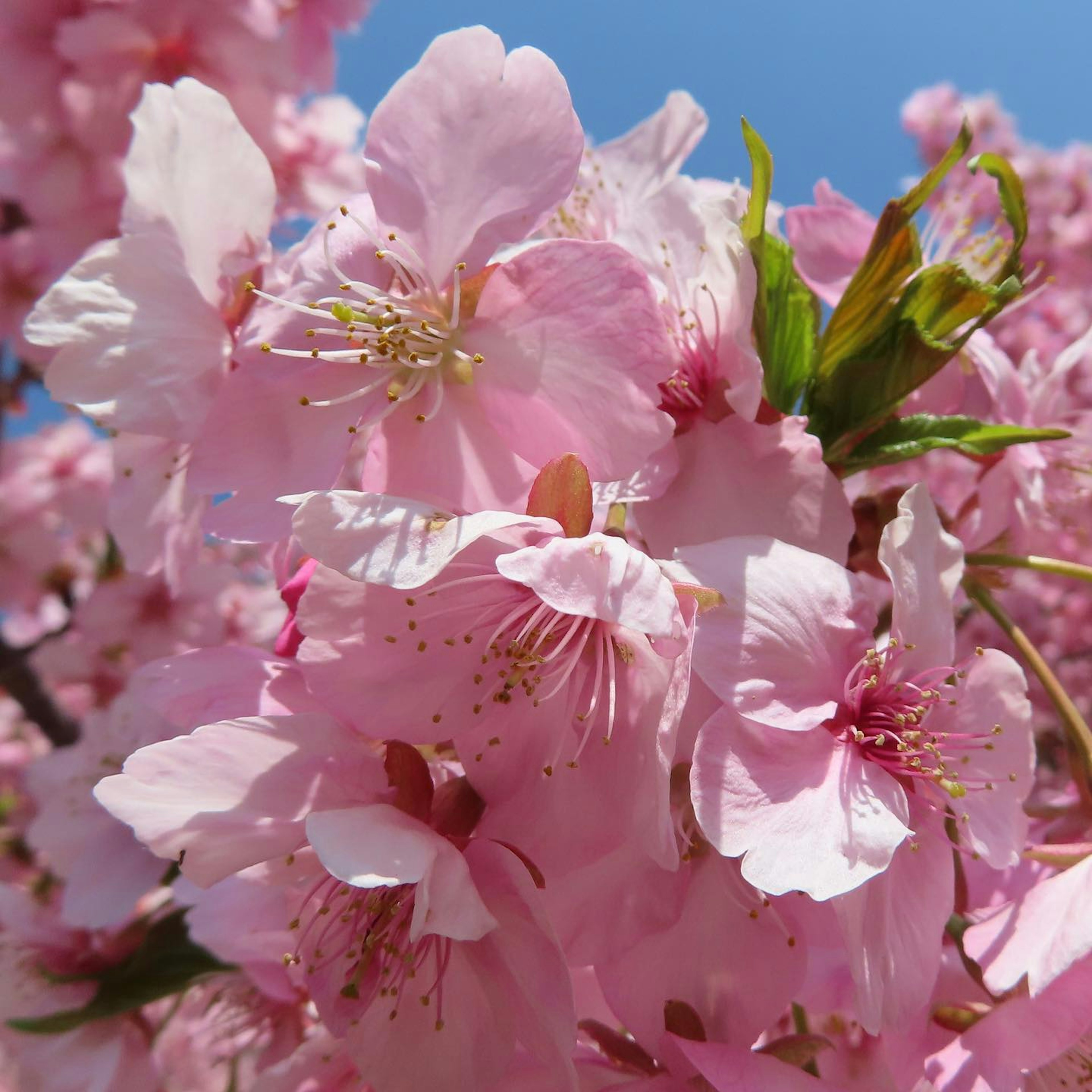 Hermoso paisaje de cerezos en flor