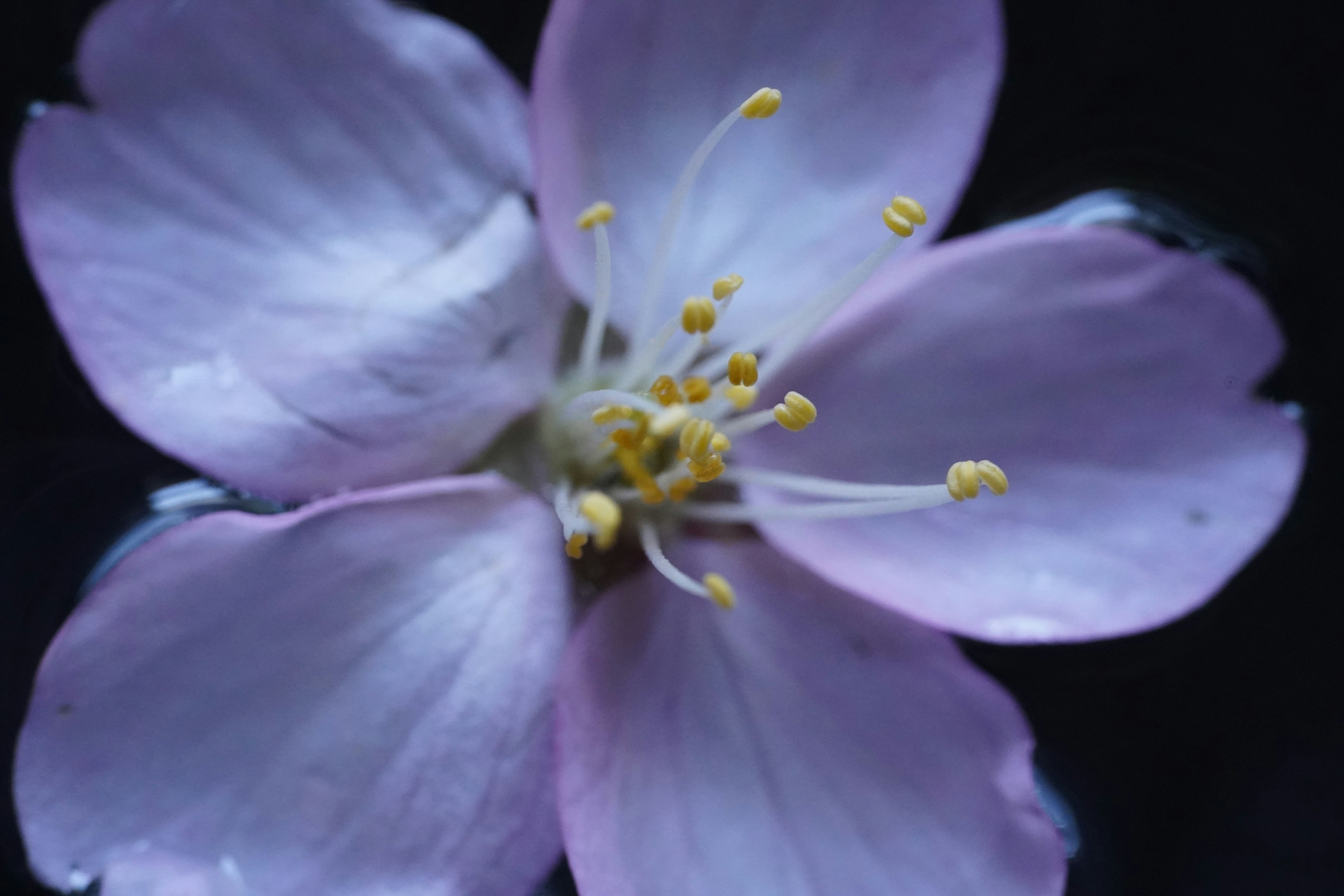 Primo piano di un fiore rosa pallido con stami gialli