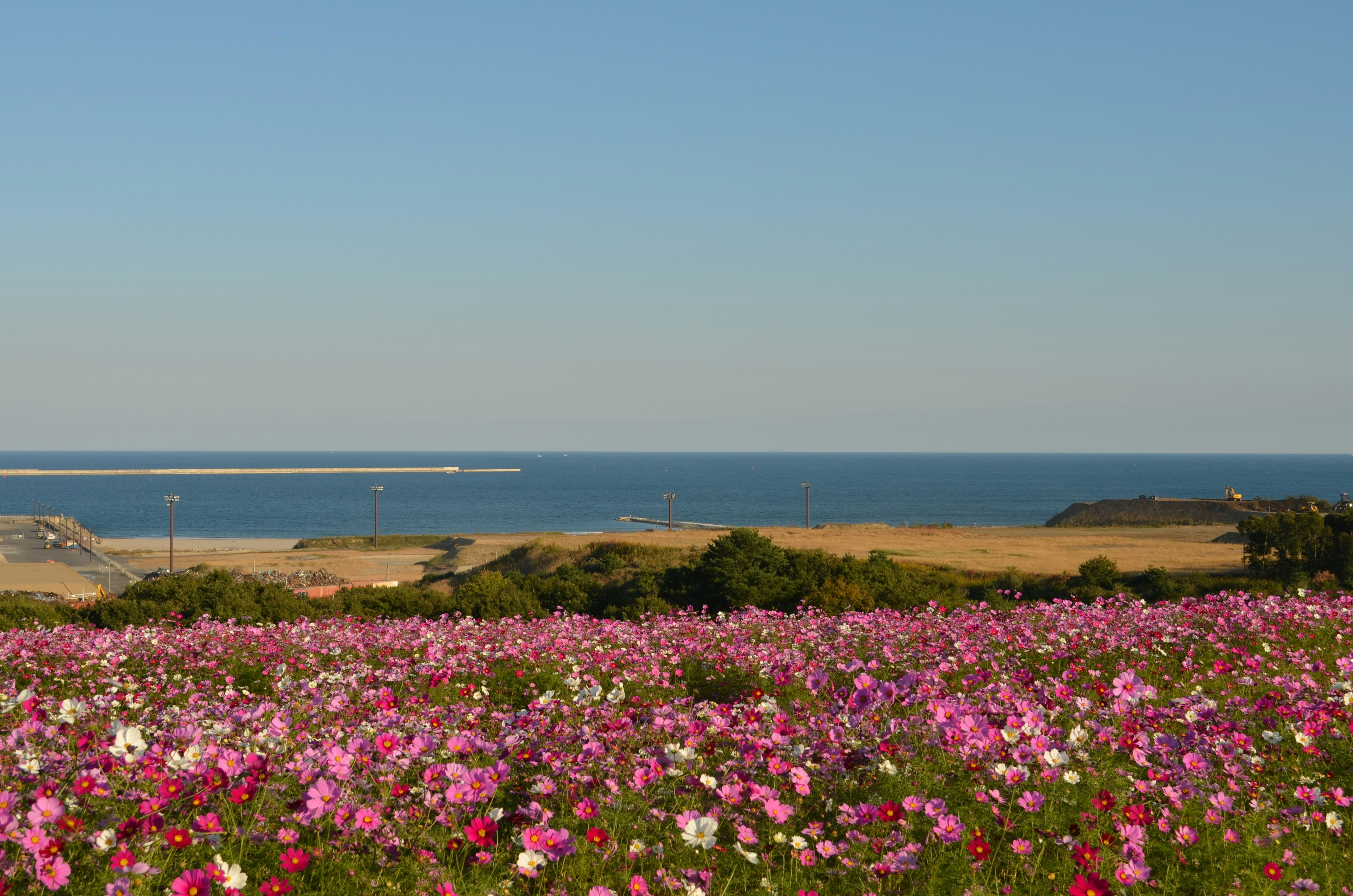 色彩斑斓的花田与海洋风景