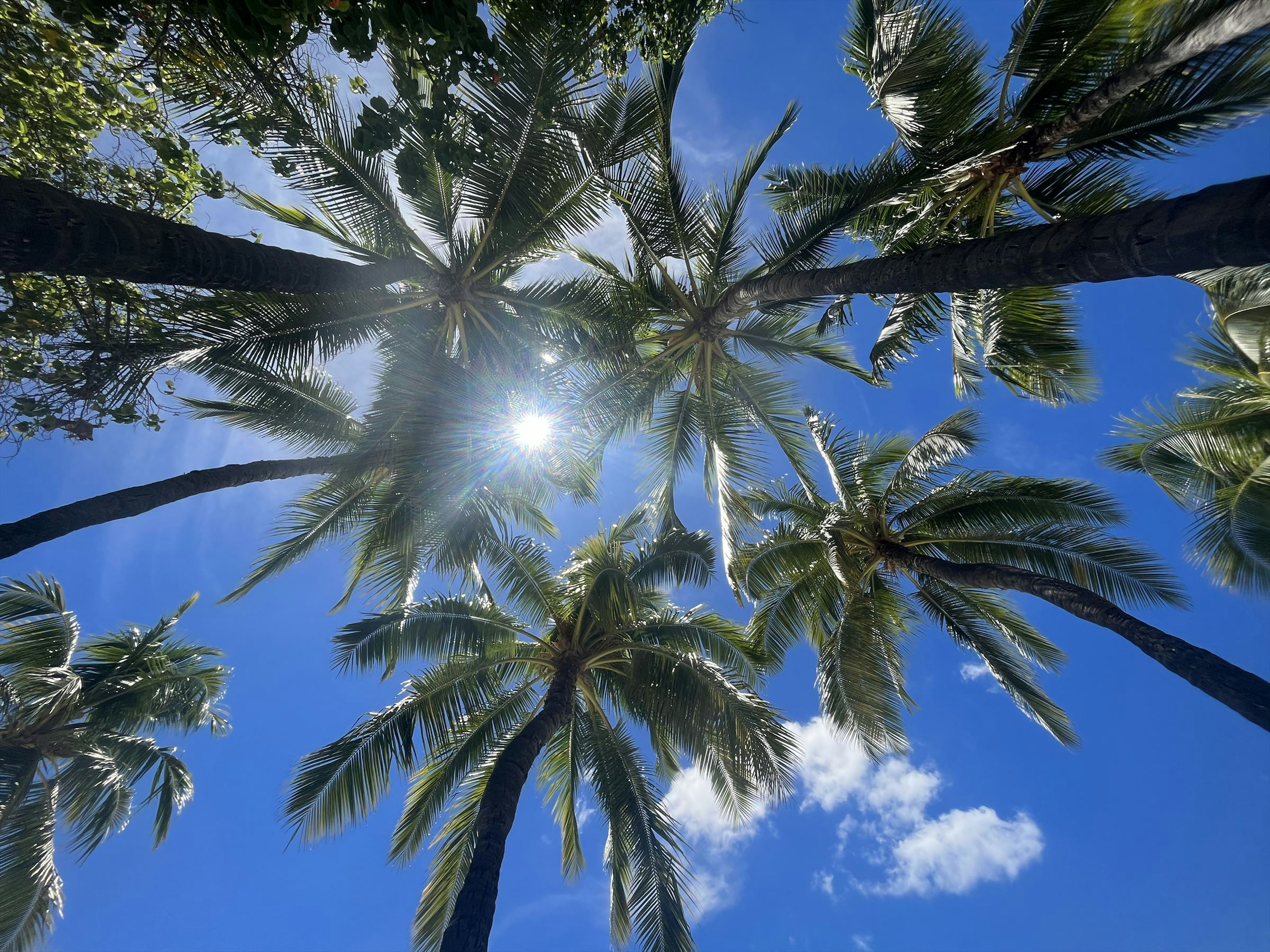 Palm trees silhouetted against a bright blue sky with sunlight