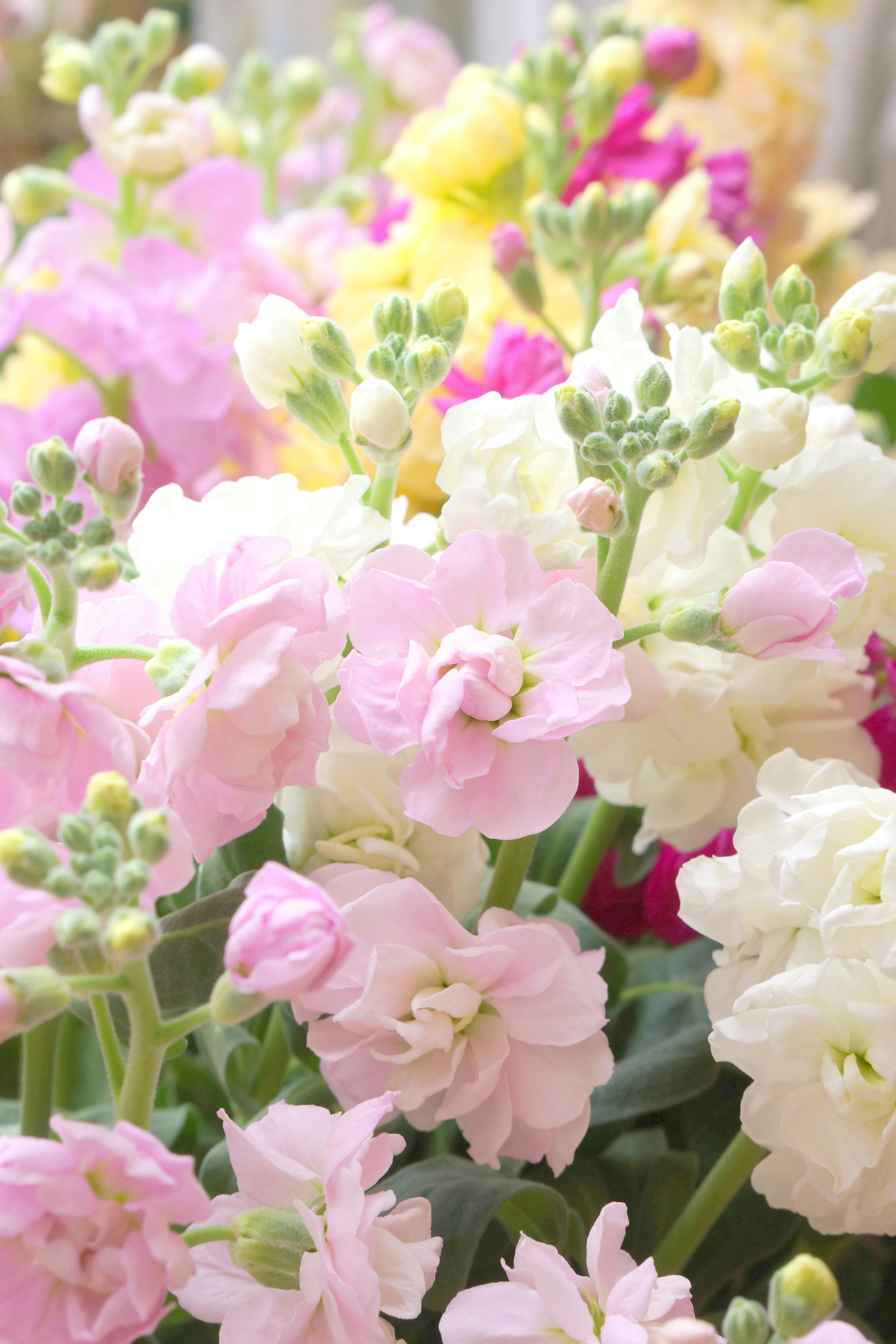 Fleurs vibrantes de différentes couleurs en pleine floraison