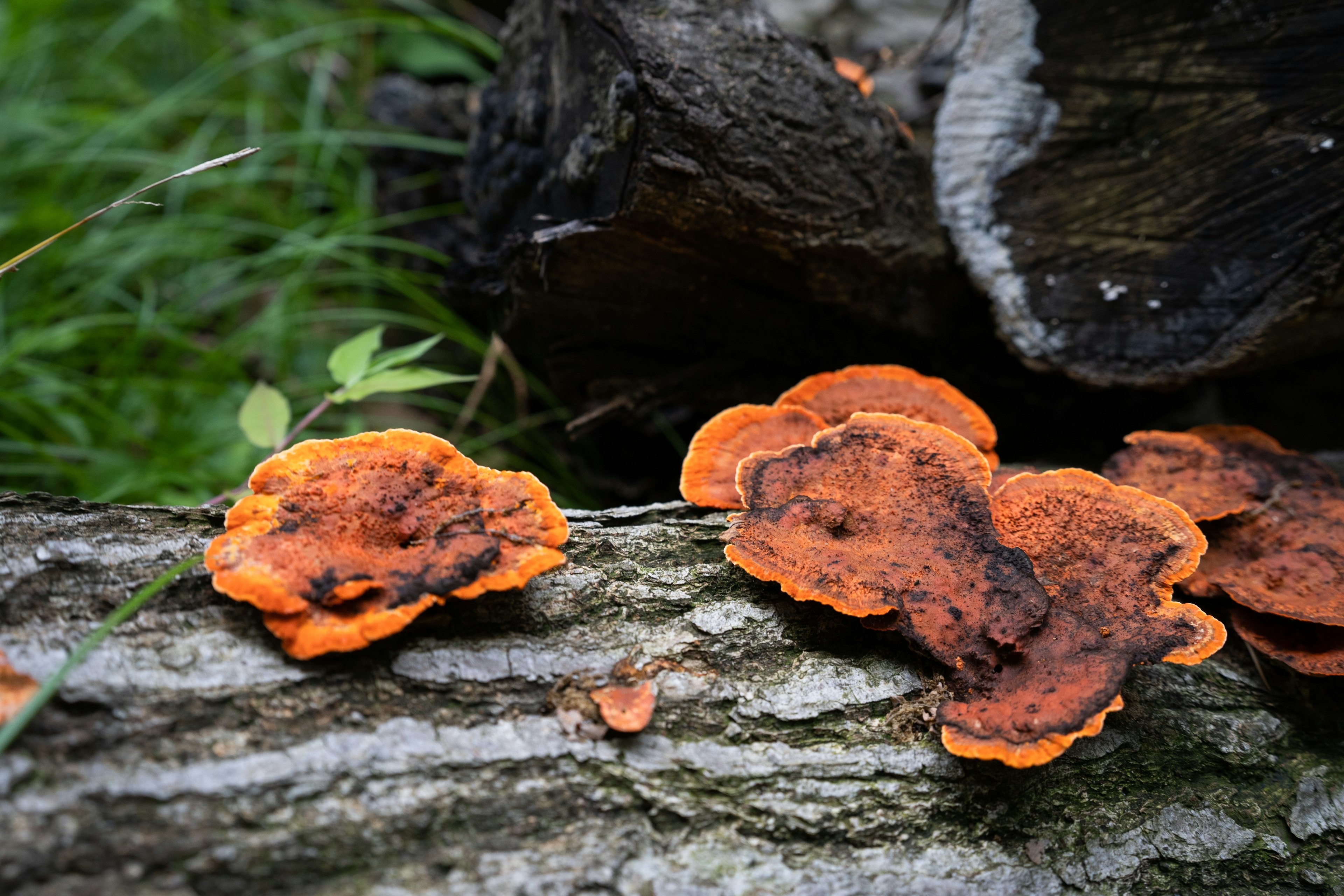 Orange mushrooms growing on a log in a natural setting