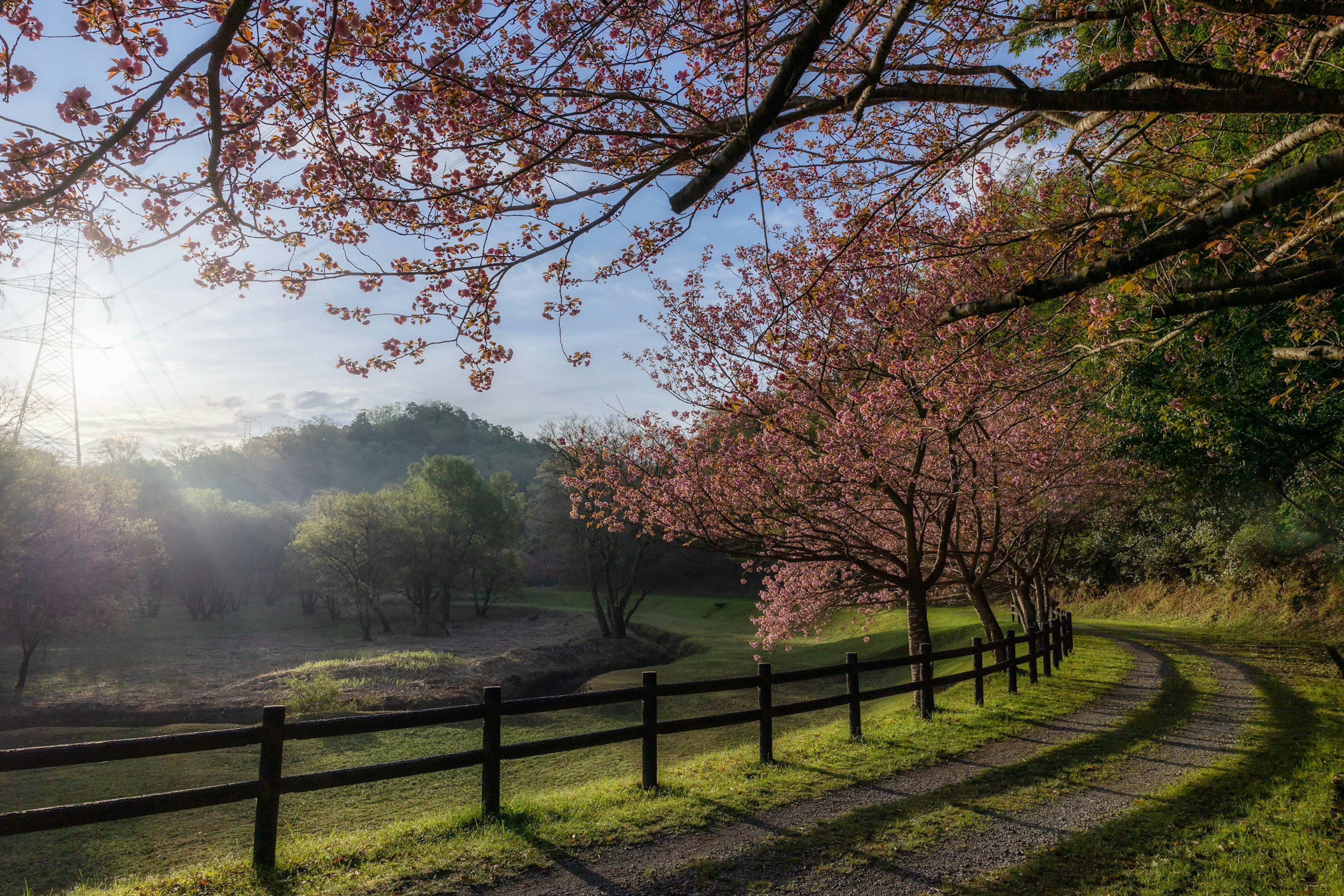 桜の木が並ぶ小道と朝の光が差し込む風景