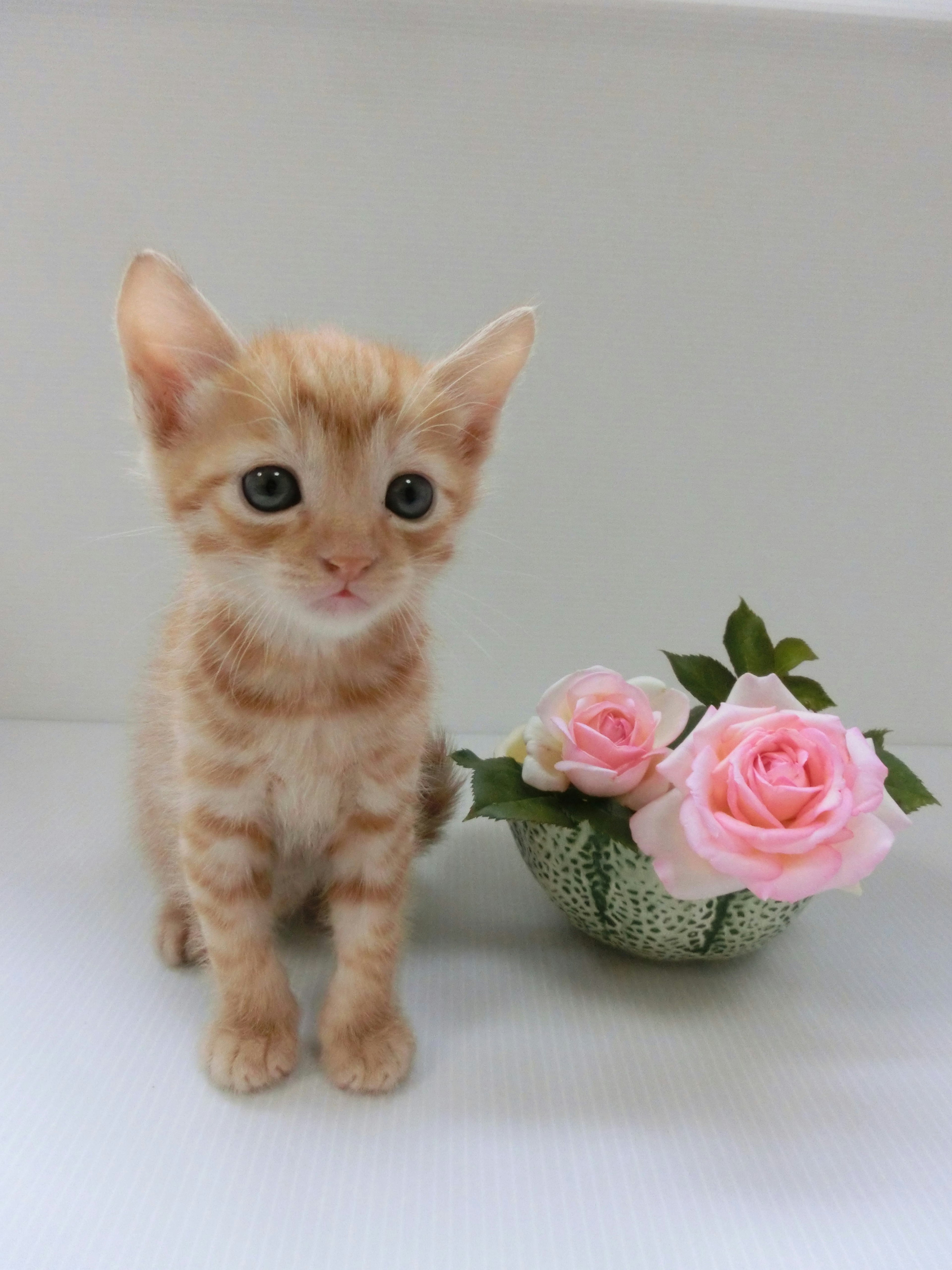 Orange kitten sitting next to a bouquet of pink roses