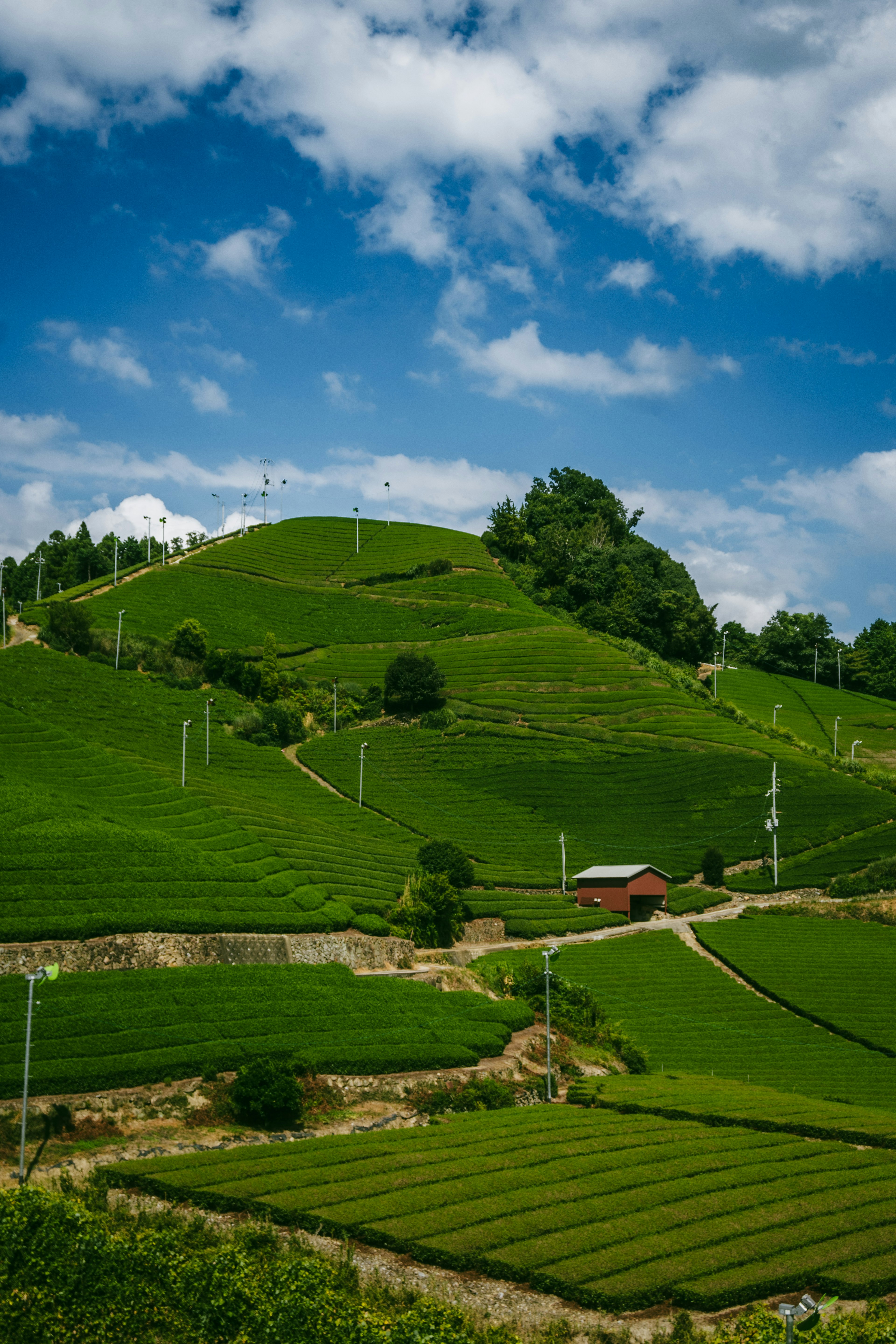 Lush green tea fields under a blue sky with a small rural house on a hill