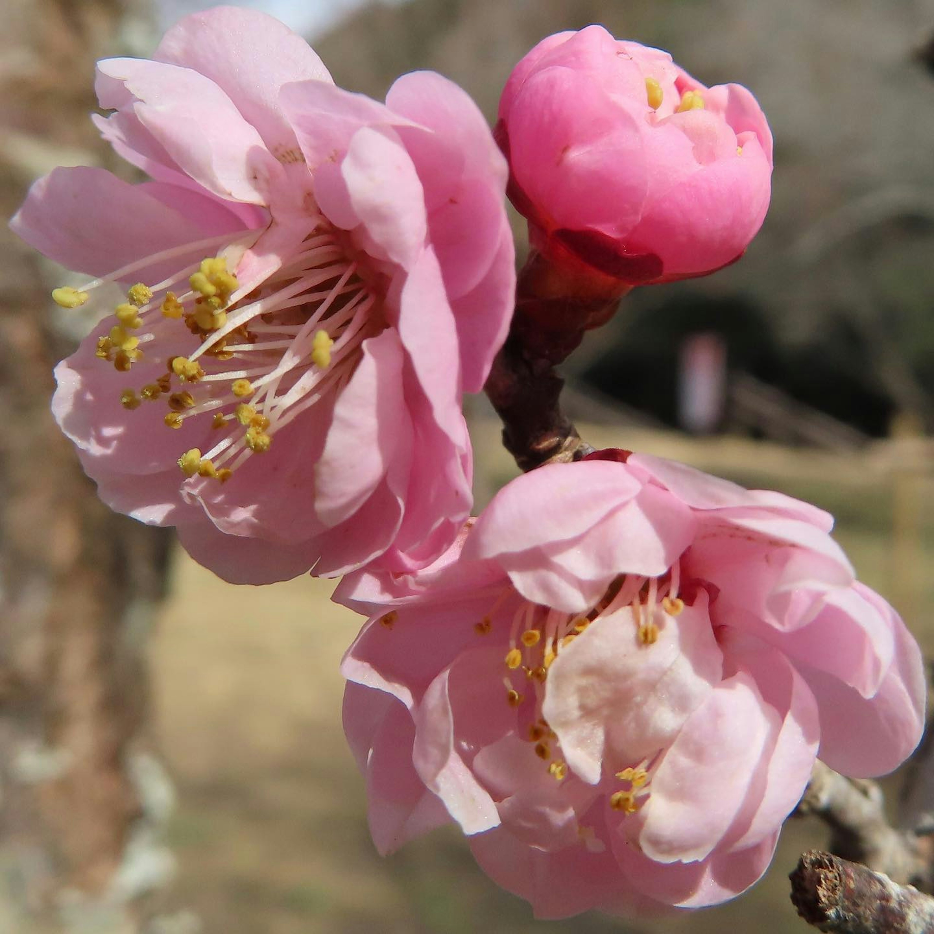 Gros plan de belles fleurs roses en fleurs sur une branche