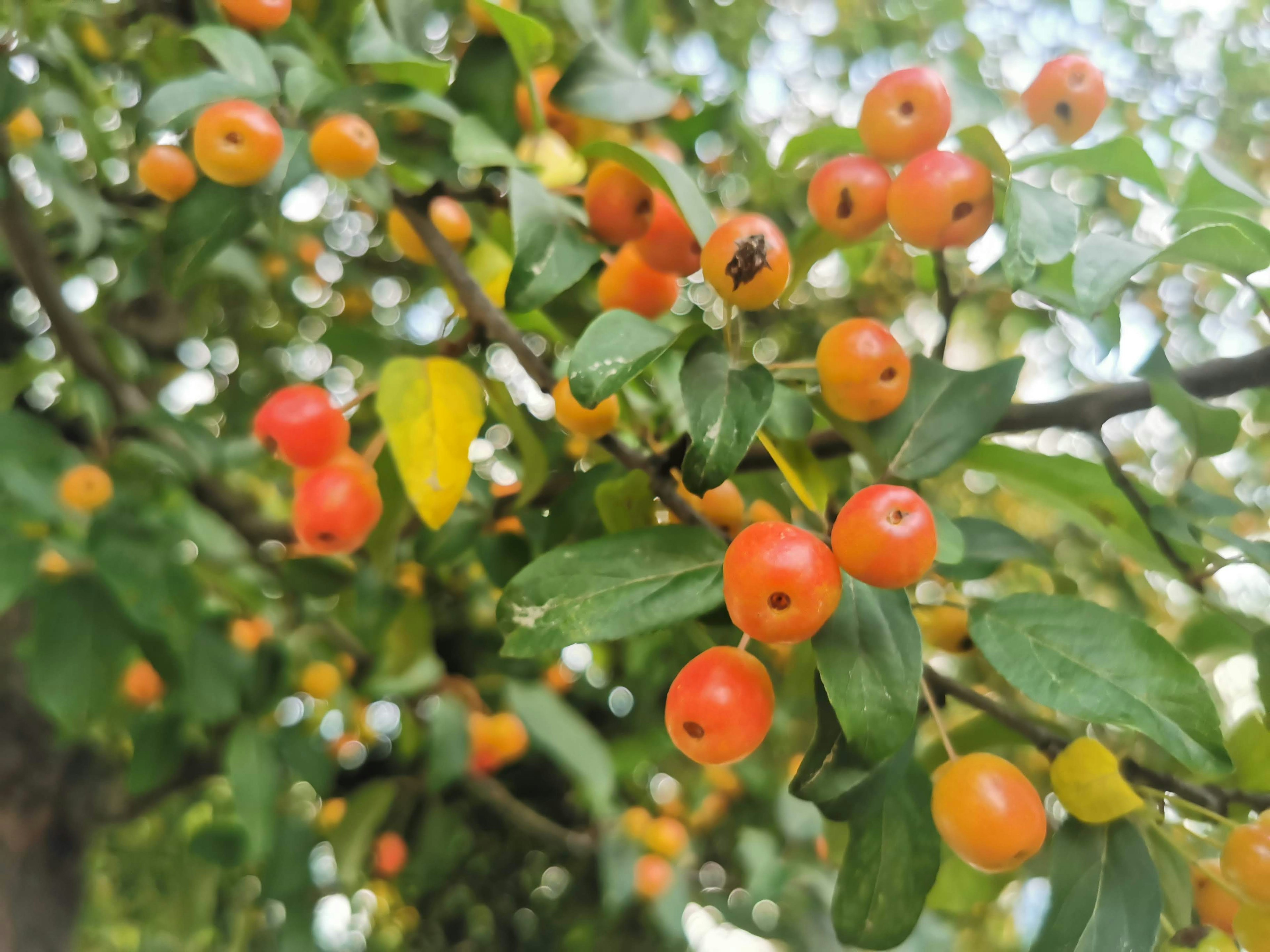 Ramille d'un arbre avec des baies orange entourées de feuilles vertes