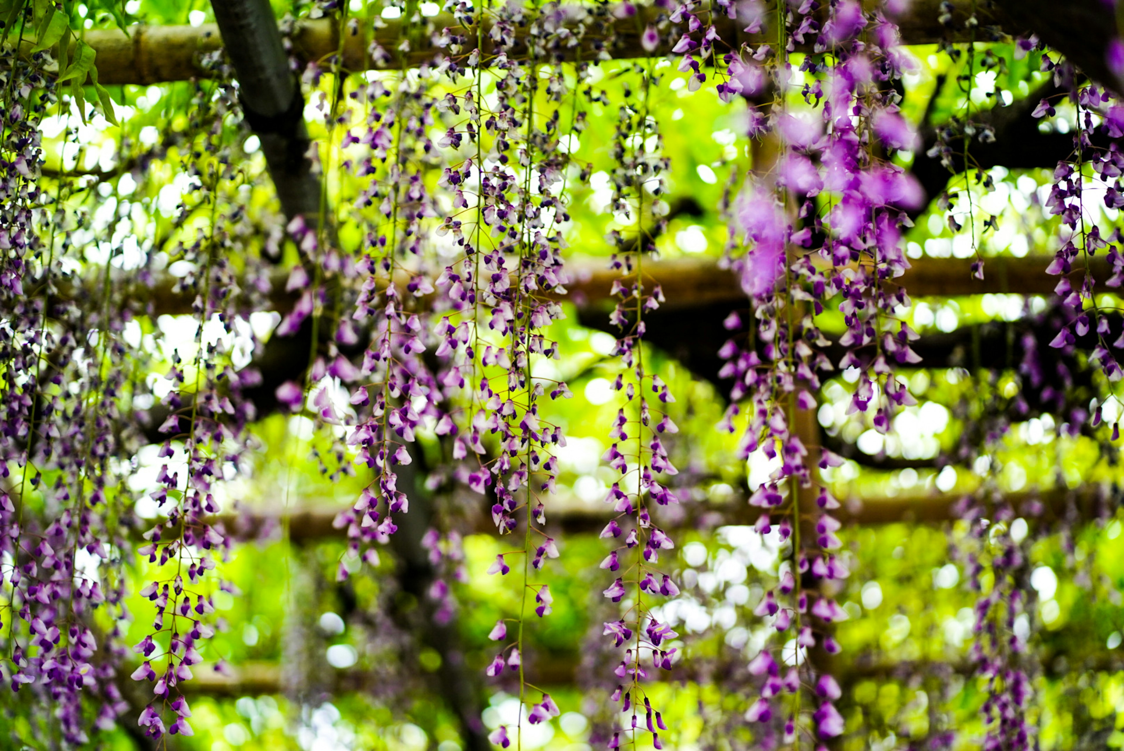 Schöne Szene von hängenden lila Glyzinienblüten