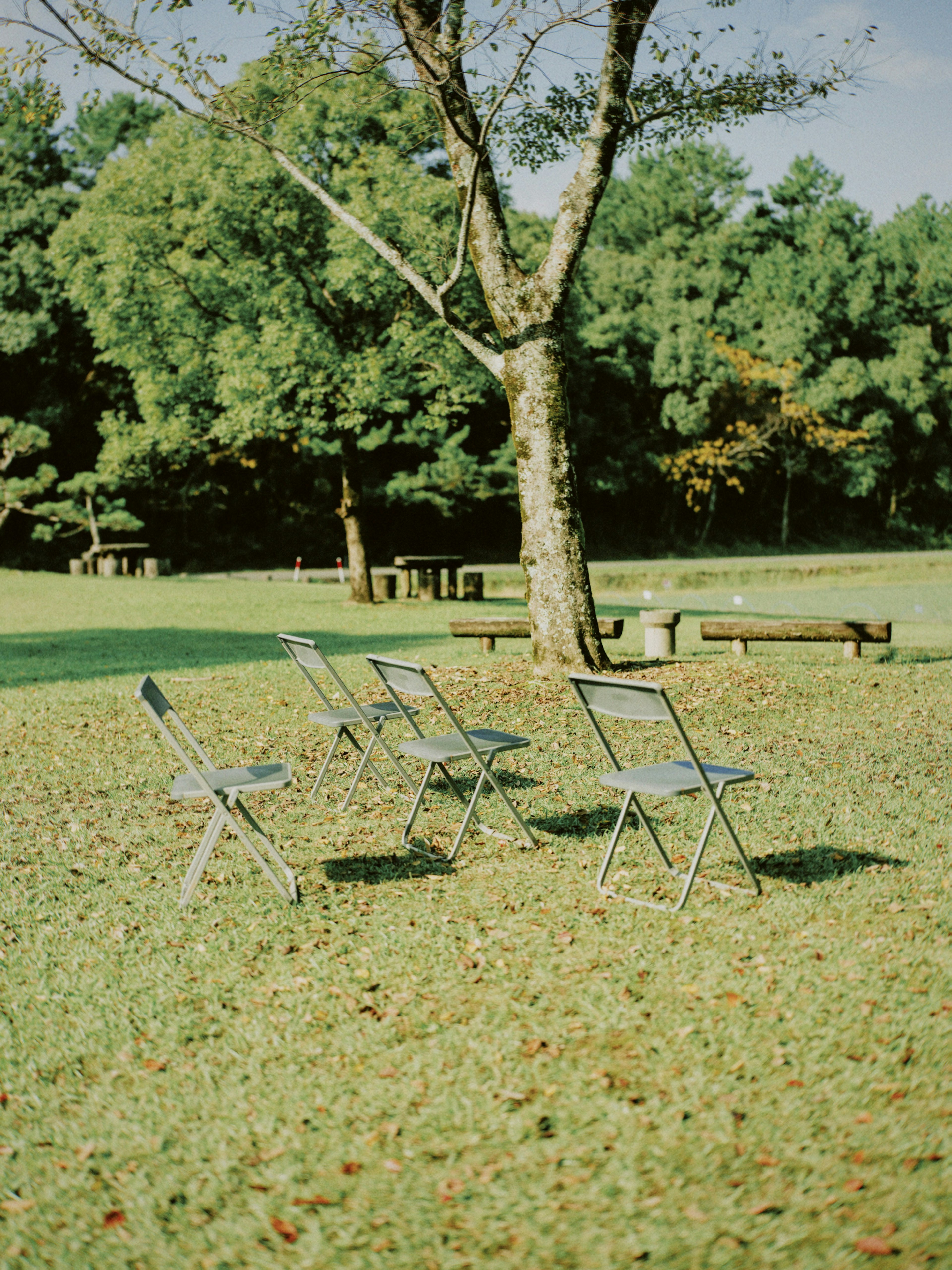 Vier Klappstühle auf grünem Gras mit einem Baum im Hintergrund