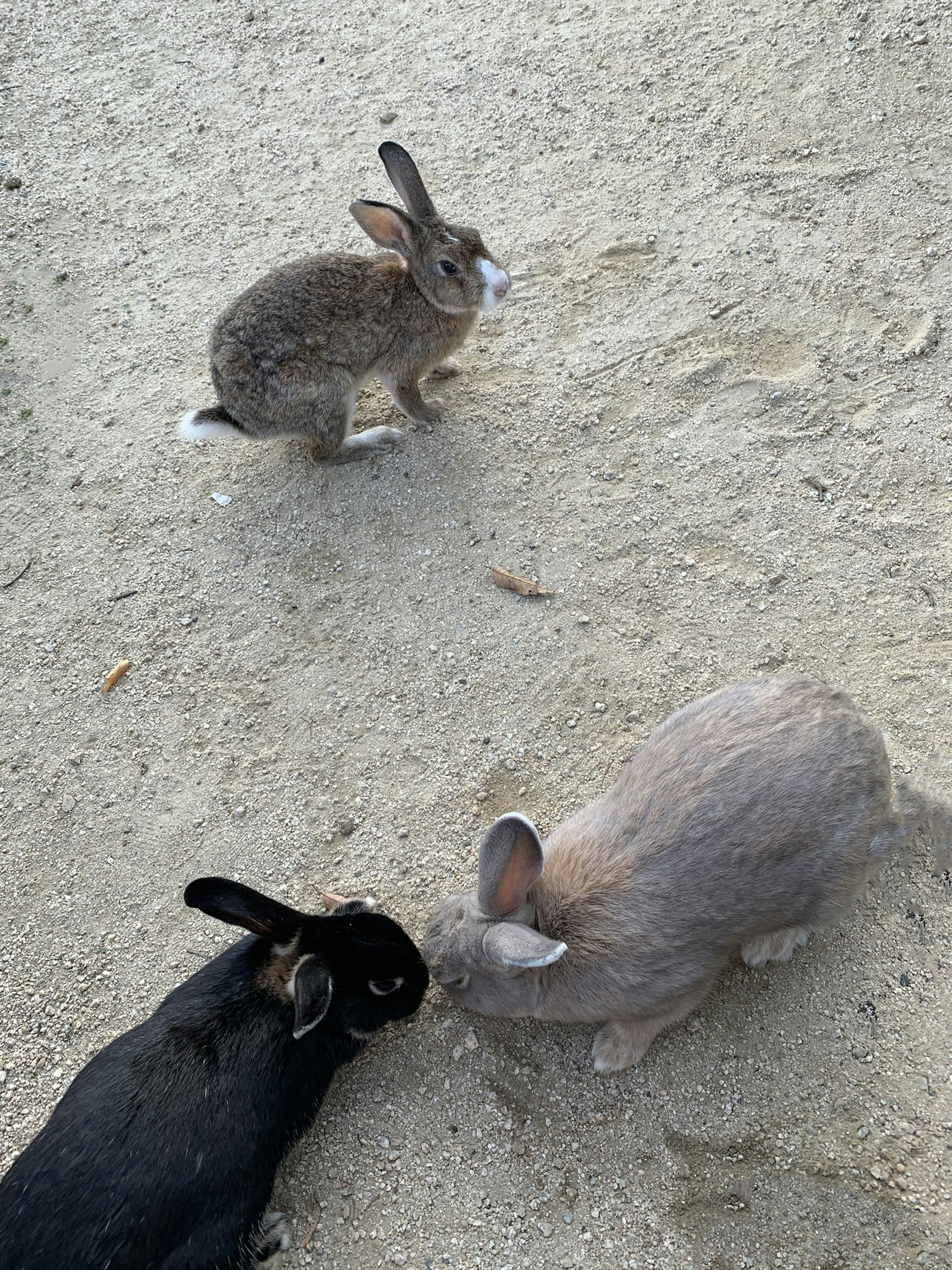 三匹のウサギが砂地で遊んでいる様子