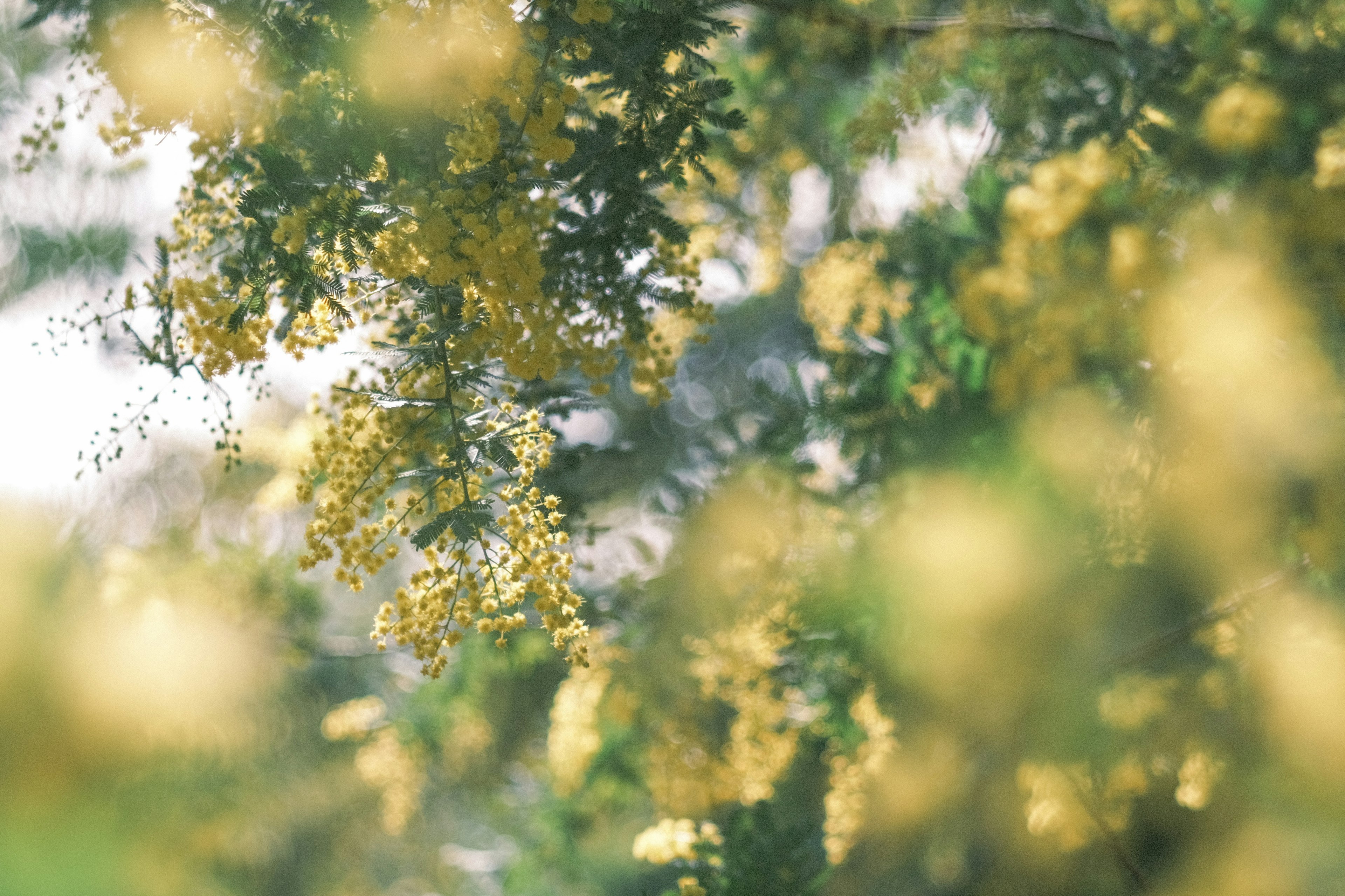 Verschwommenes Bild von Baumzweigen mit blühenden gelben Blumen