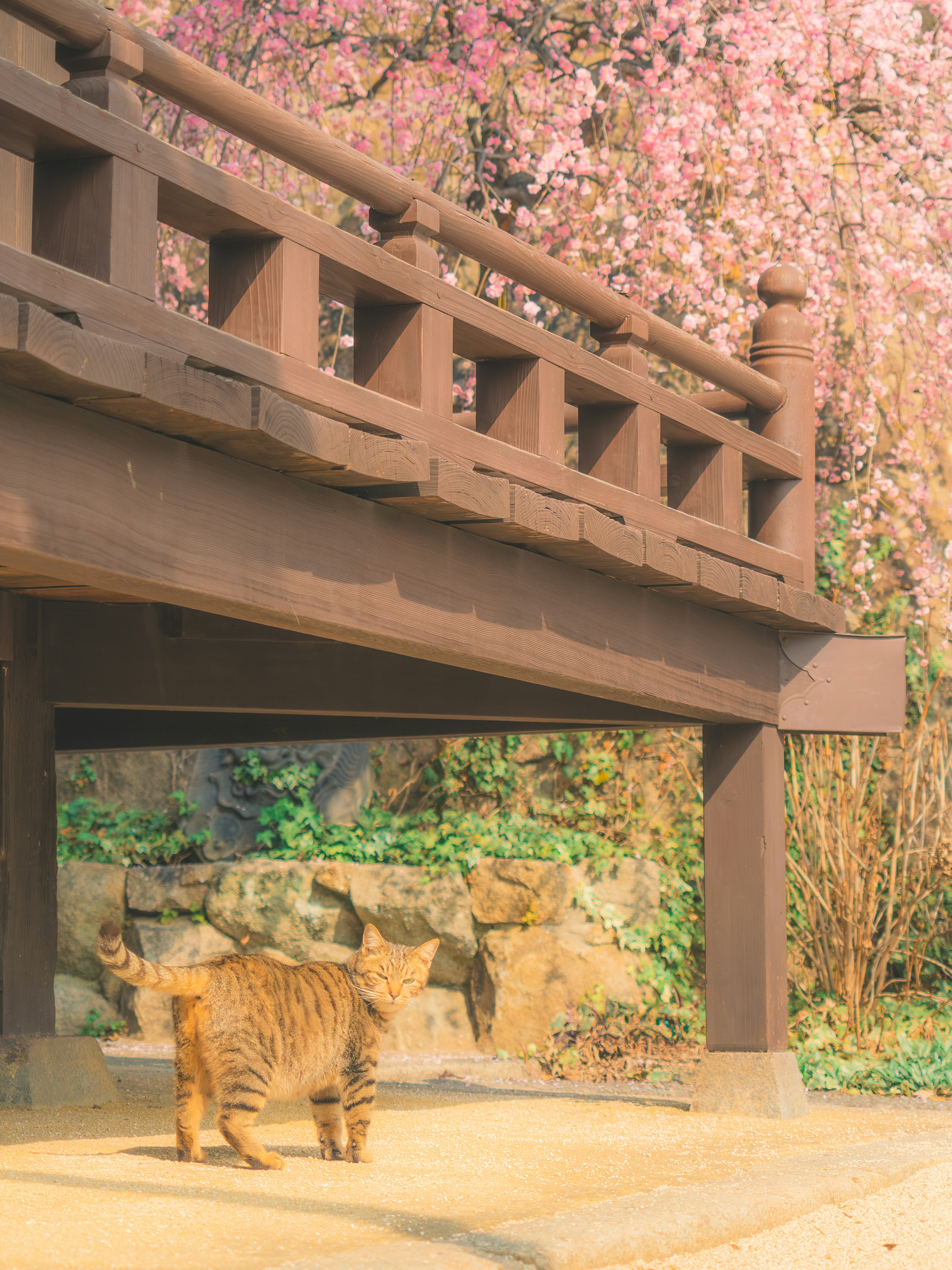 A cat under a wooden bridge with cherry blossoms in the background