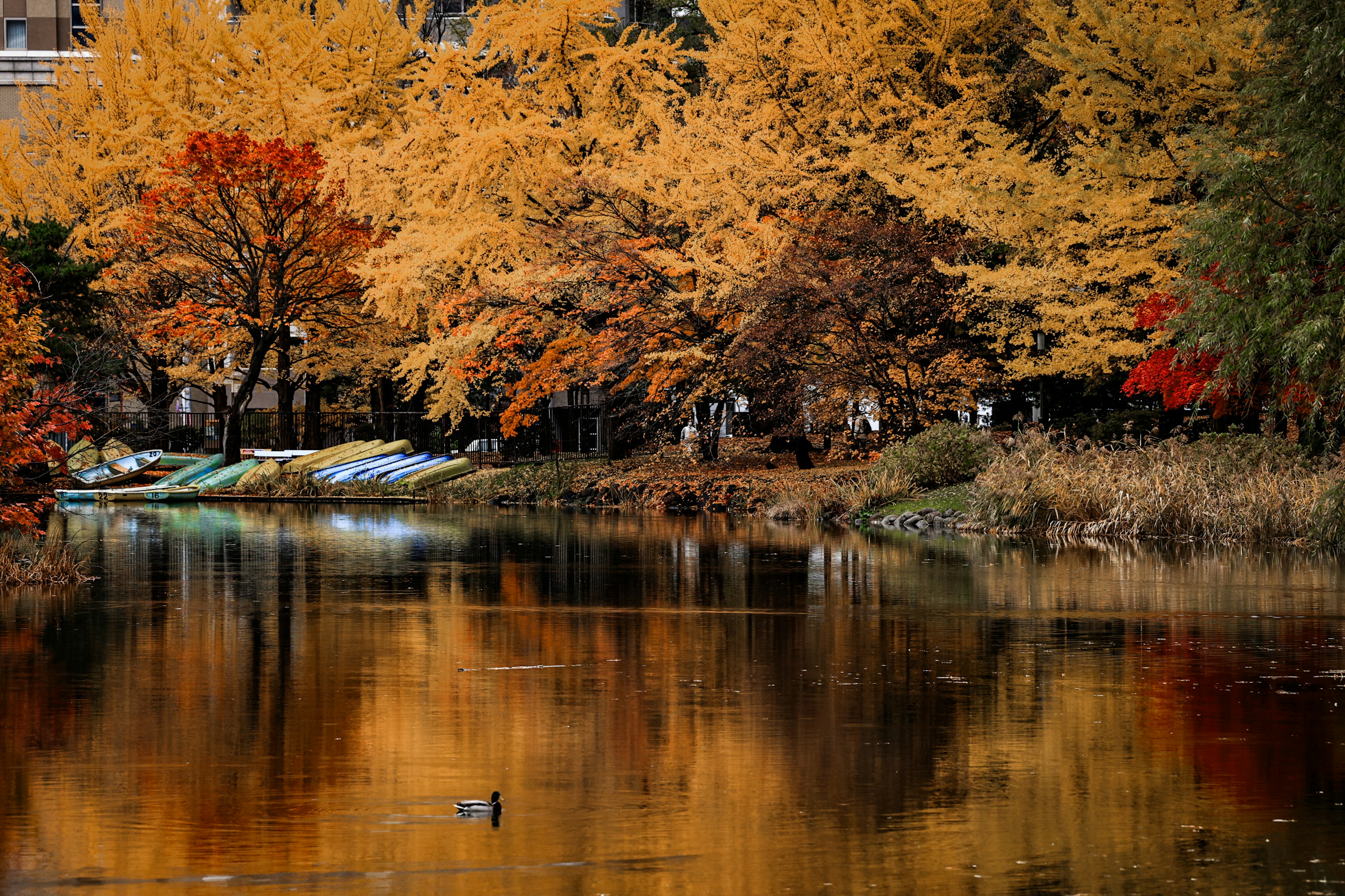 Tranquil pond reflecting vibrant autumn foliage