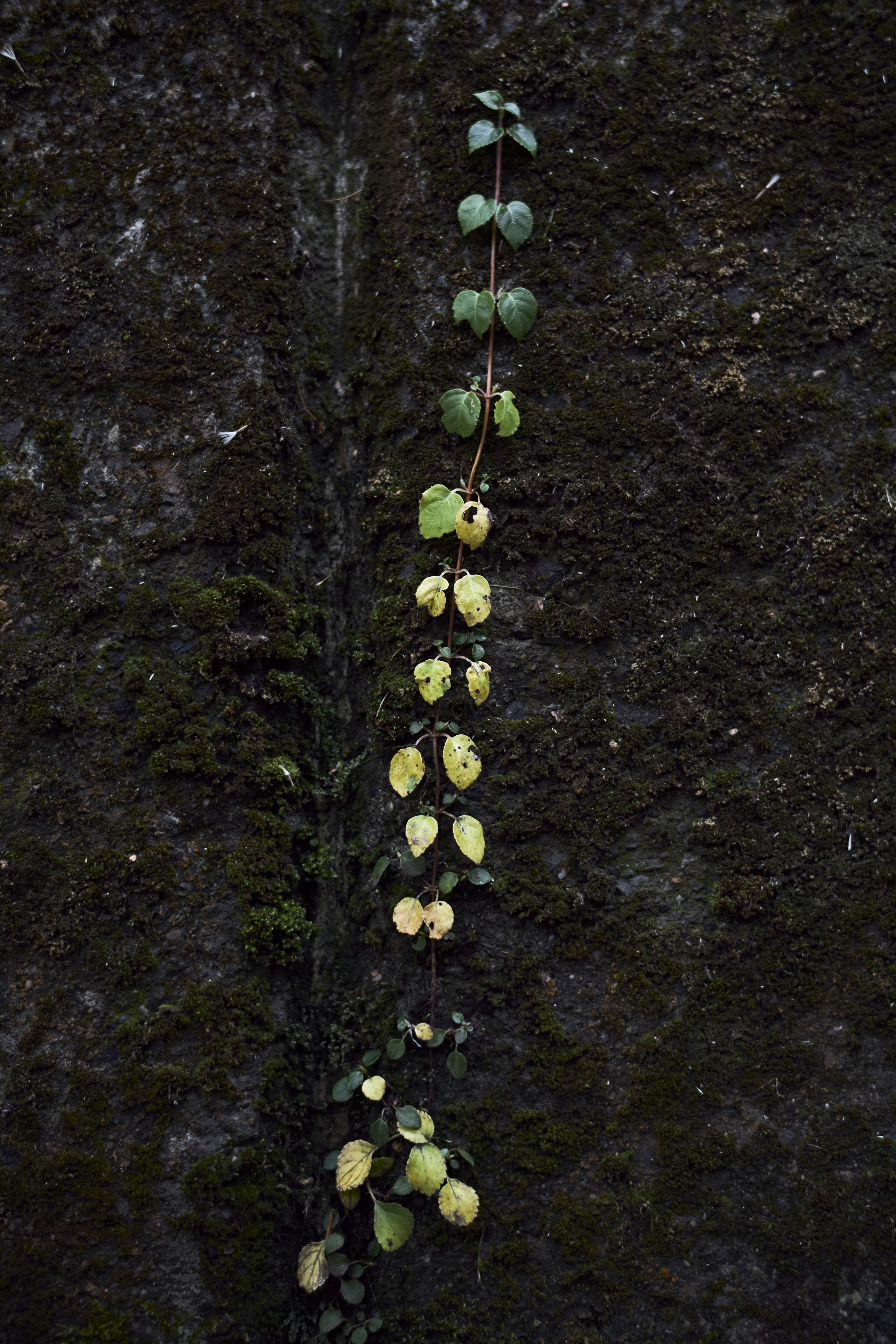 Image of a plant with green and yellow leaves arranged vertically