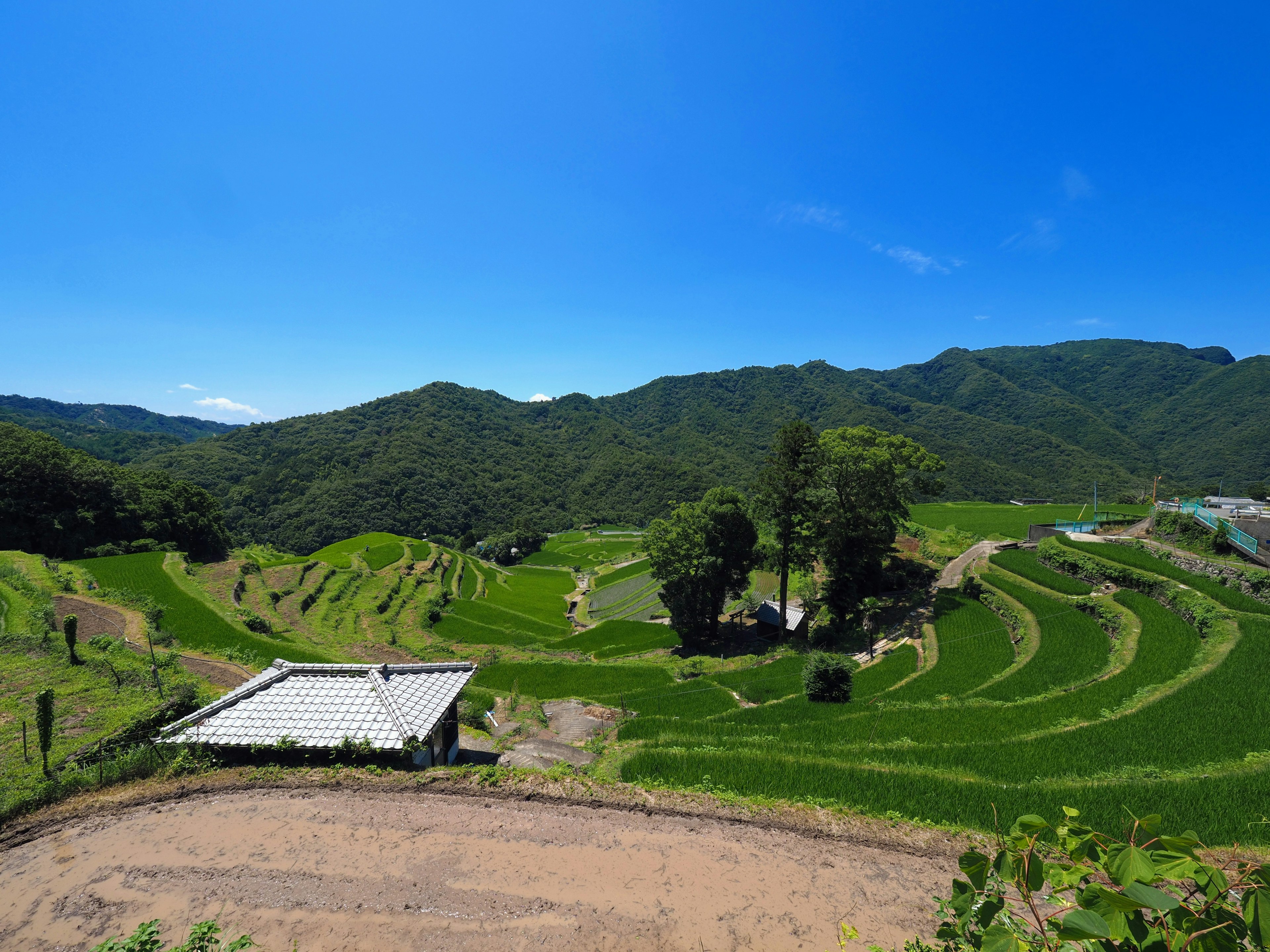 Panoramablick auf Reisfelder in Terrassen unter einem klaren blauen Himmel