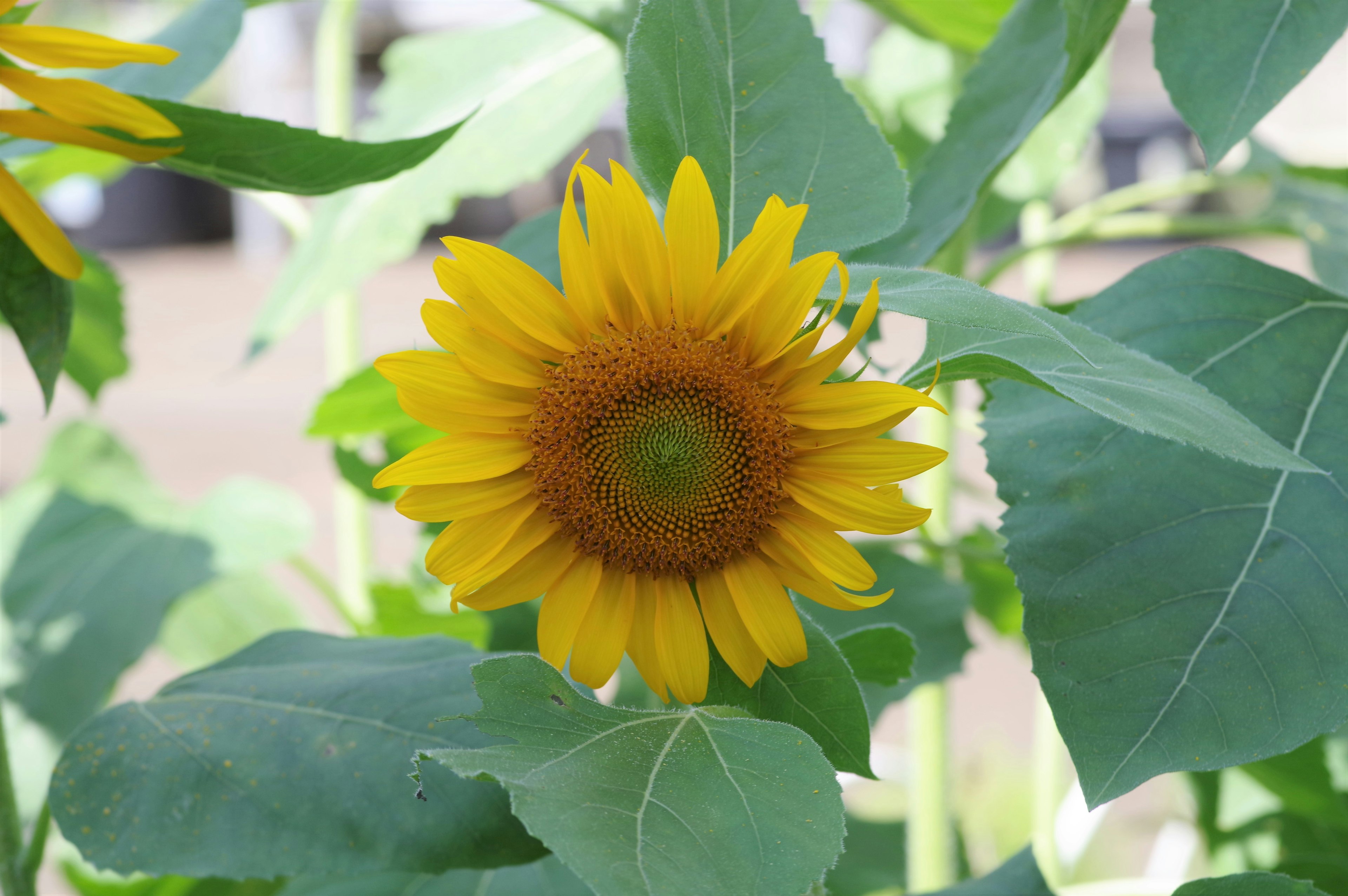 A sunflower surrounded by green leaves