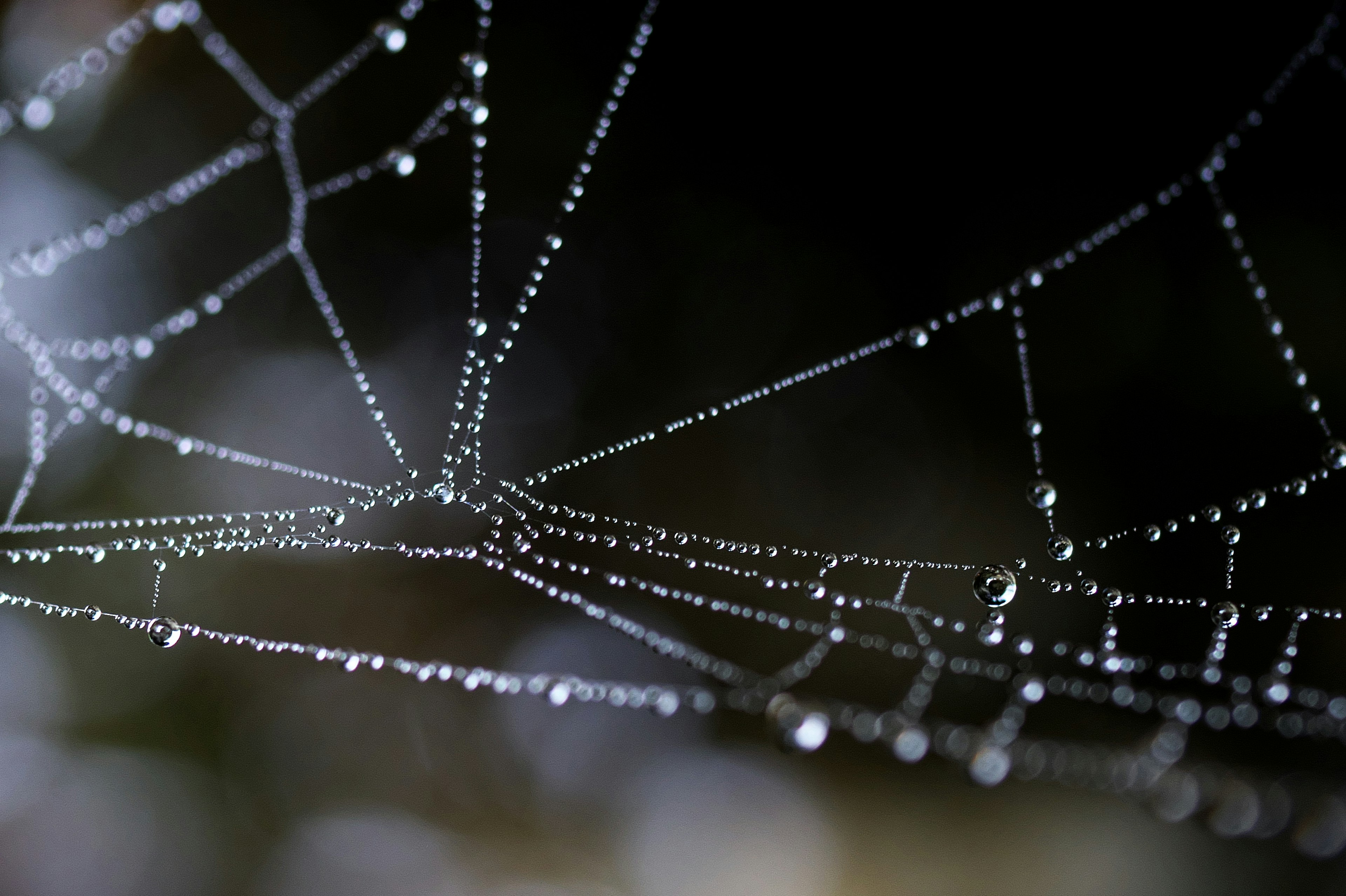 Close-up of a spider web glistening with dew