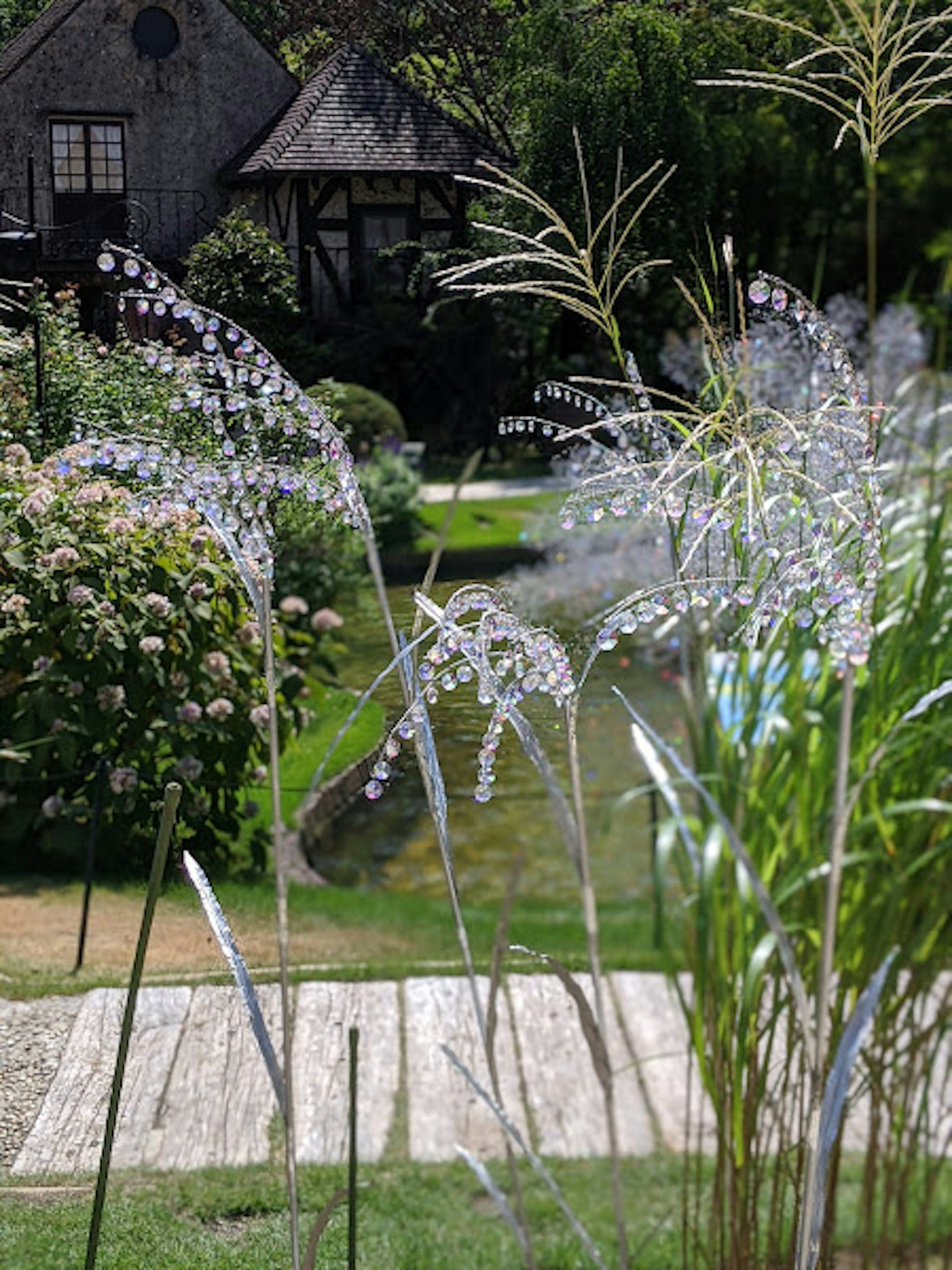 Cluster of ornamental grasses with seed heads in a garden setting