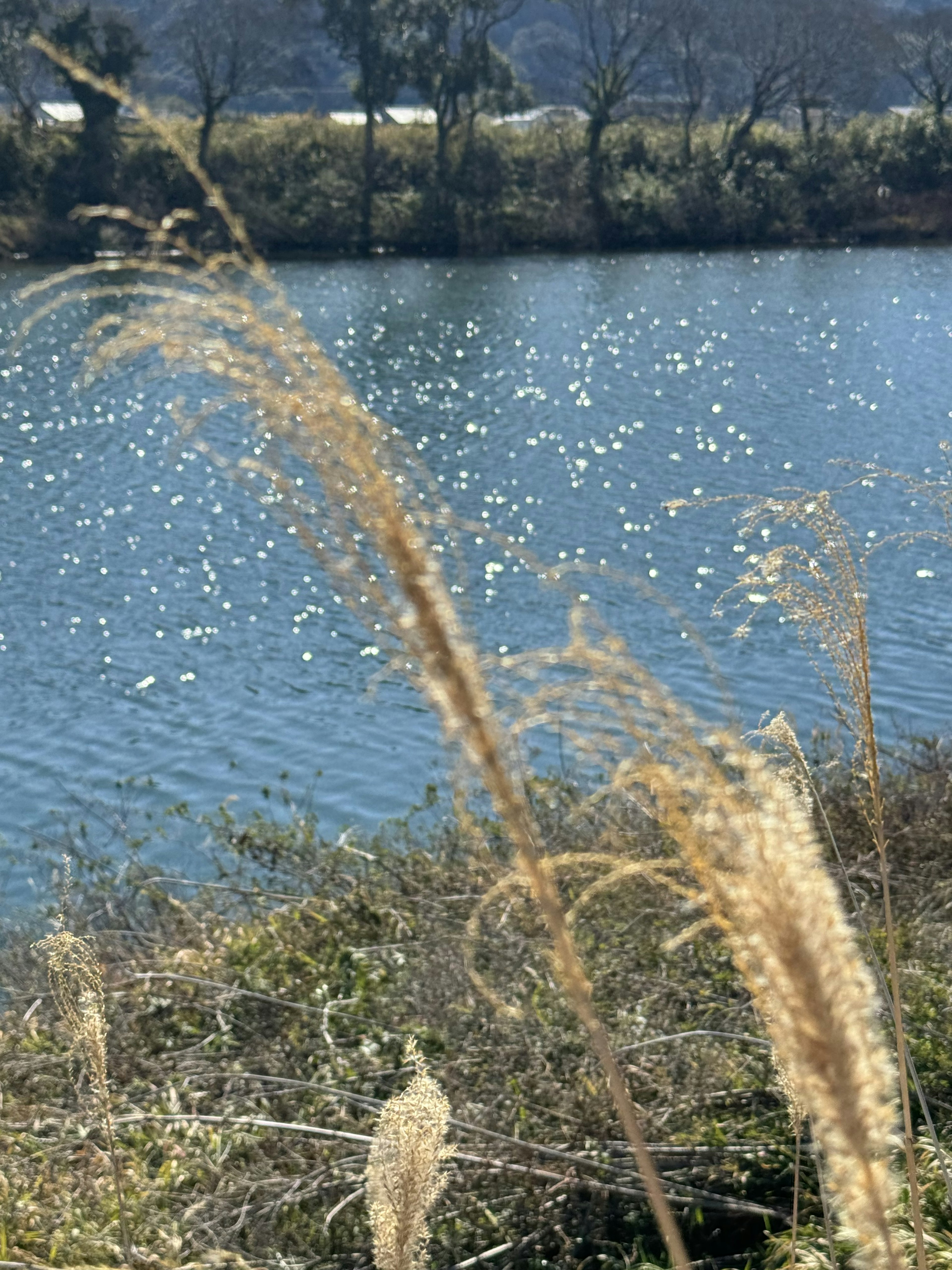 Permukaan air tenang yang memantulkan titik cahaya dengan rumput kering