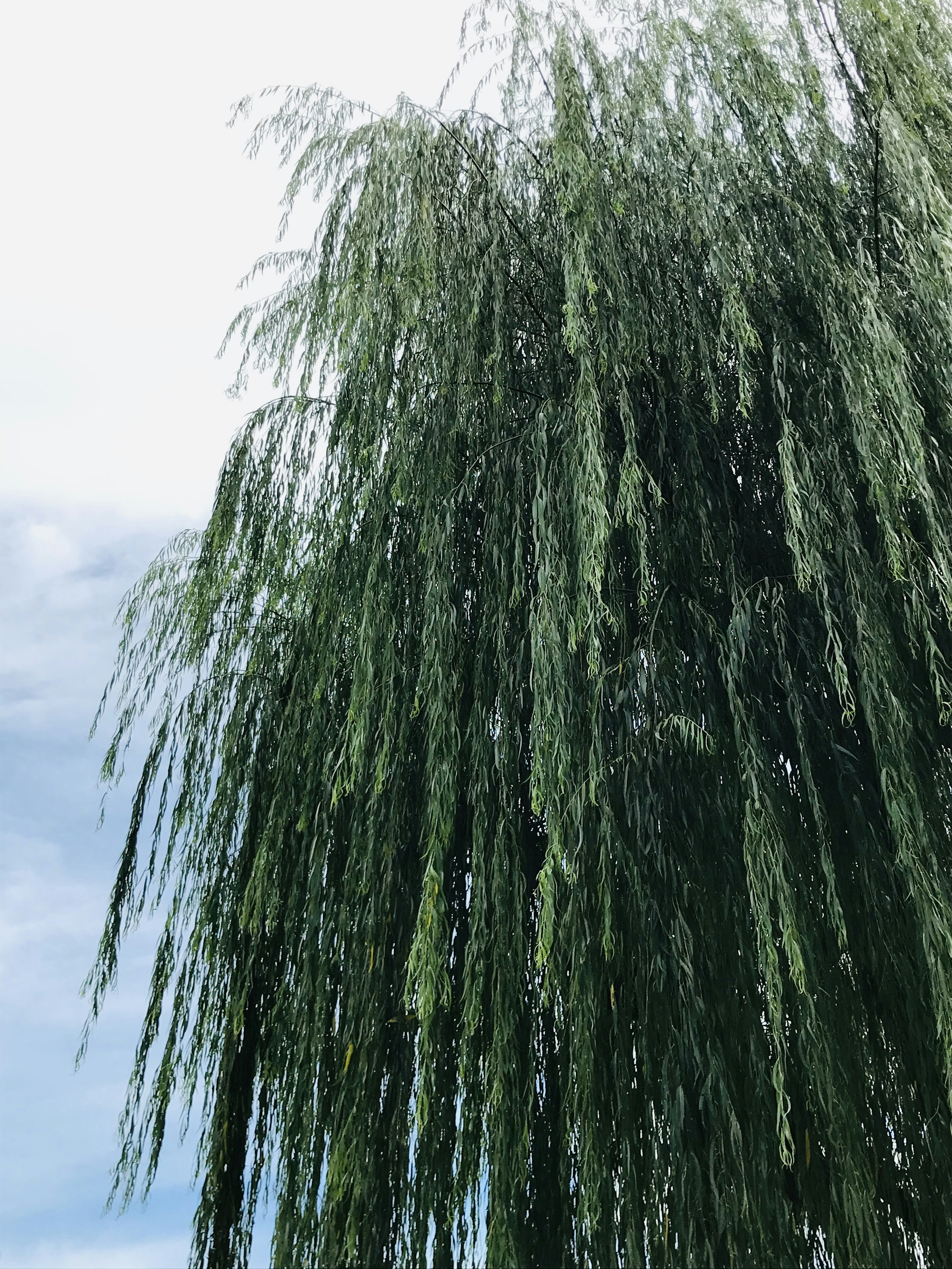 Ein üppiger Weidenbaum mit langen hängenden Zweigen vor einem bewölkten Himmel