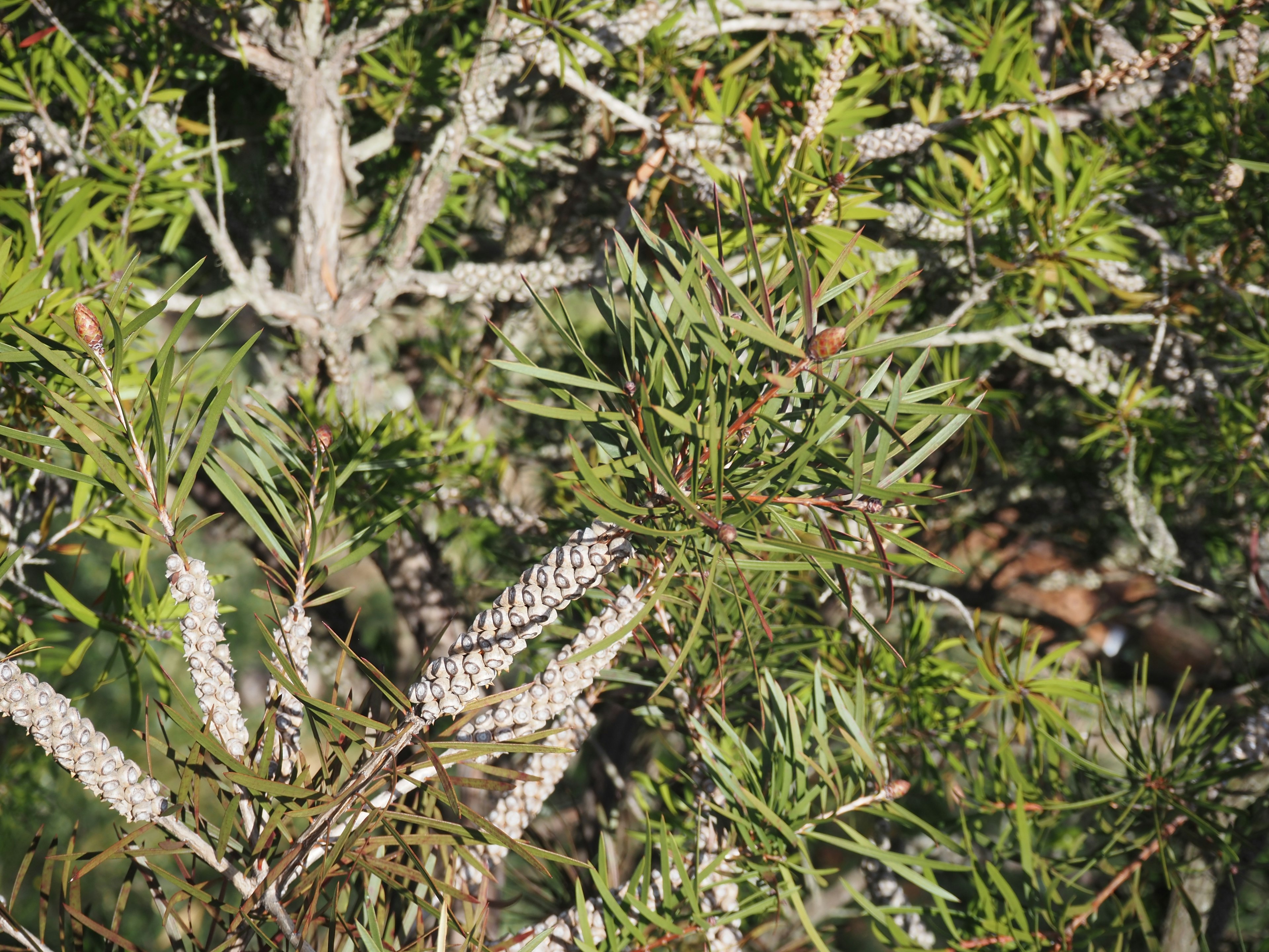 緑の葉と白い花穂を持つ植物のクローズアップ