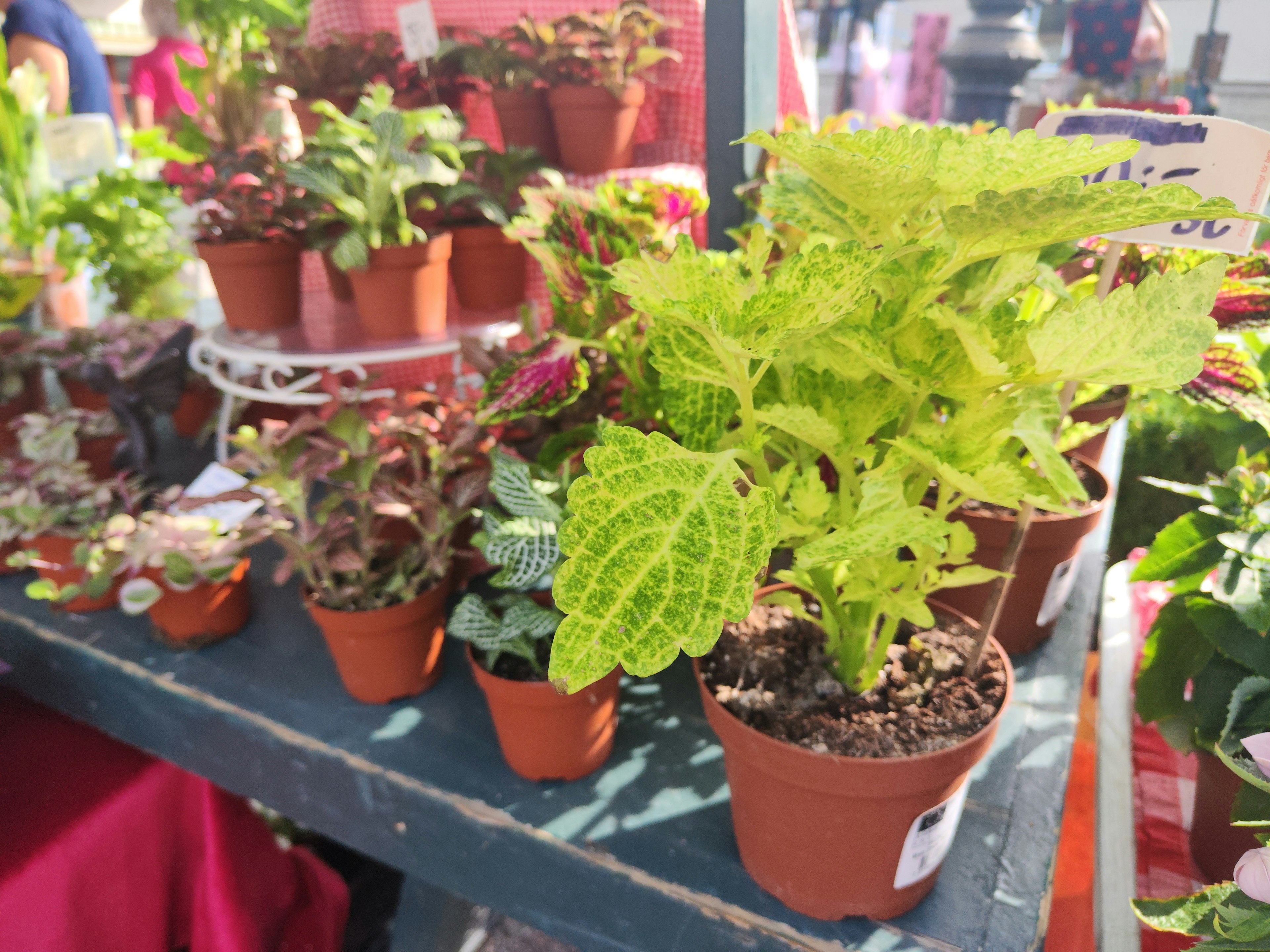 Un étalage de plantes en pot avec des feuilles vertes vives