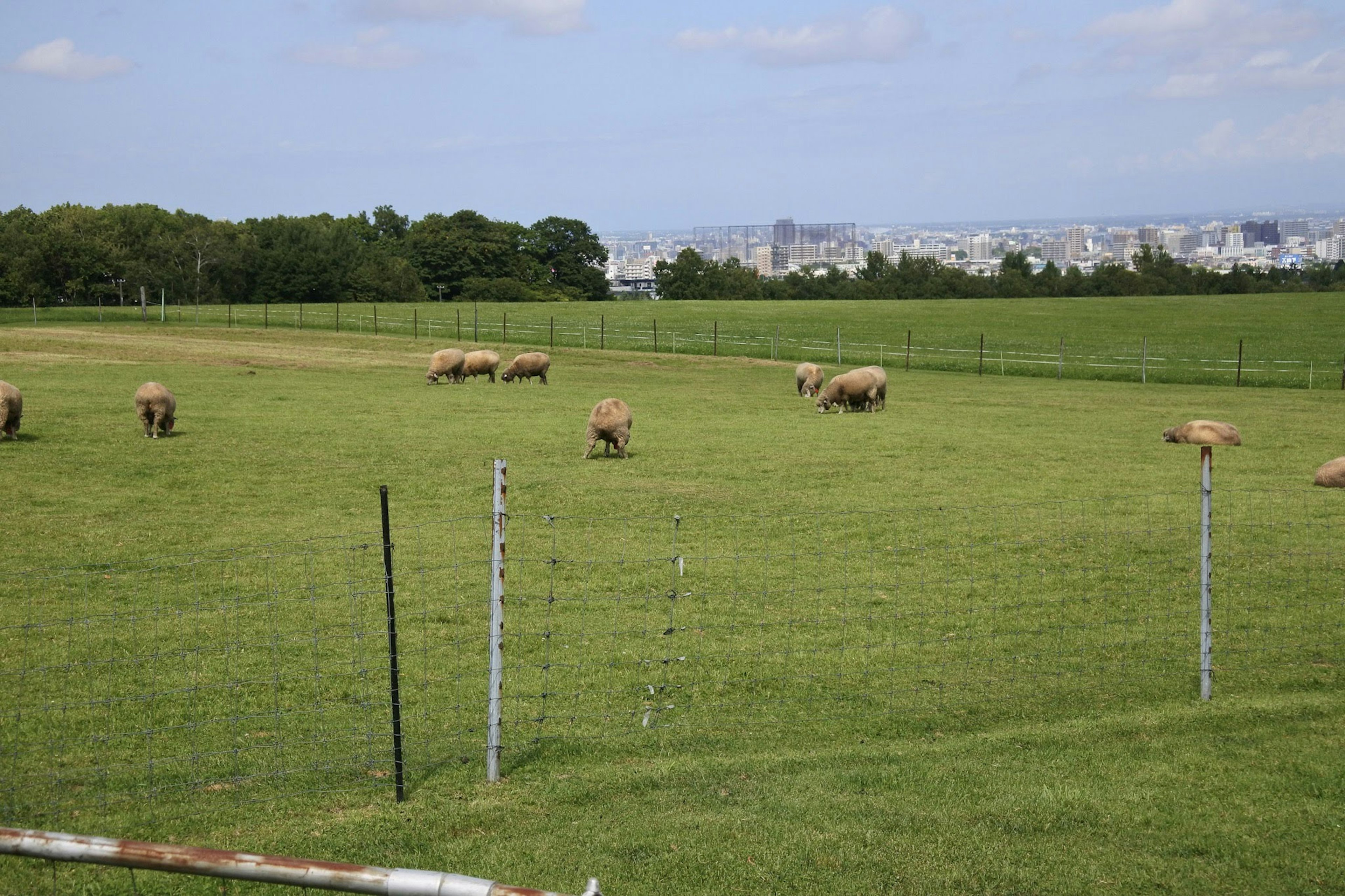 Un troupeau de moutons broutant dans un pâturage vert avec une ligne d'horizon de ville au loin