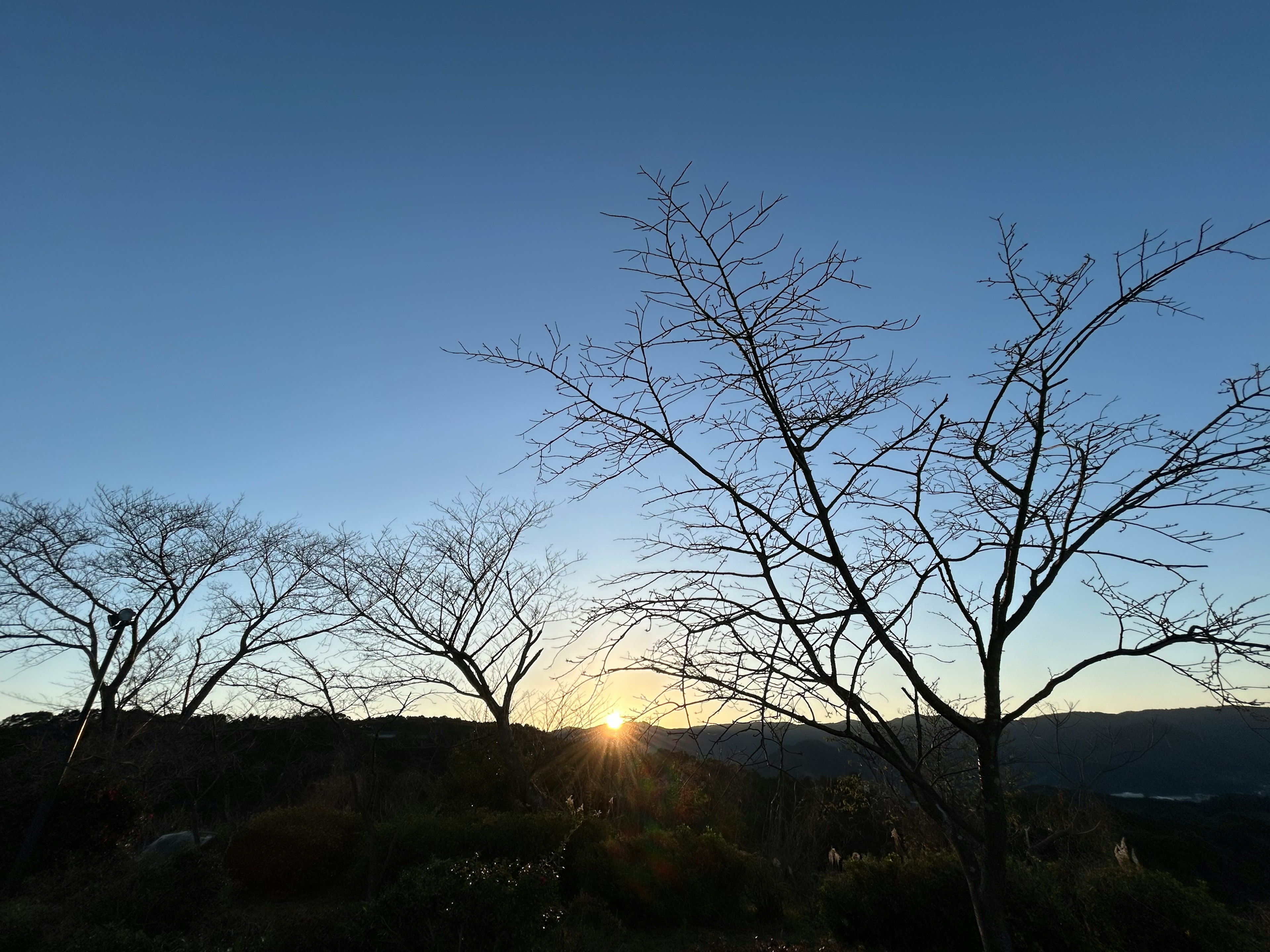 Bare trees silhouetted against a sunset in winter