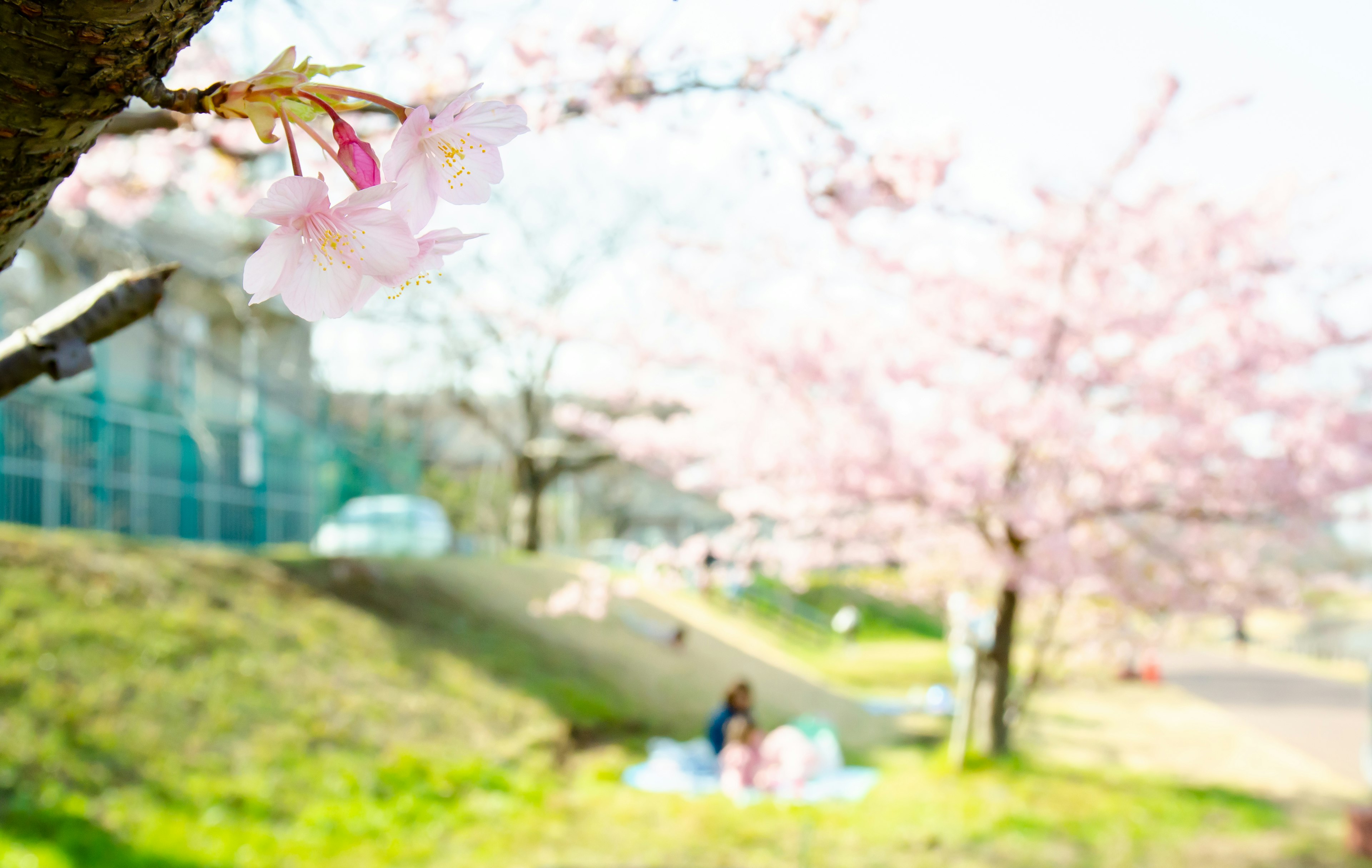 桜の花が咲く公園の風景で、背景にぼやけた人々が見える