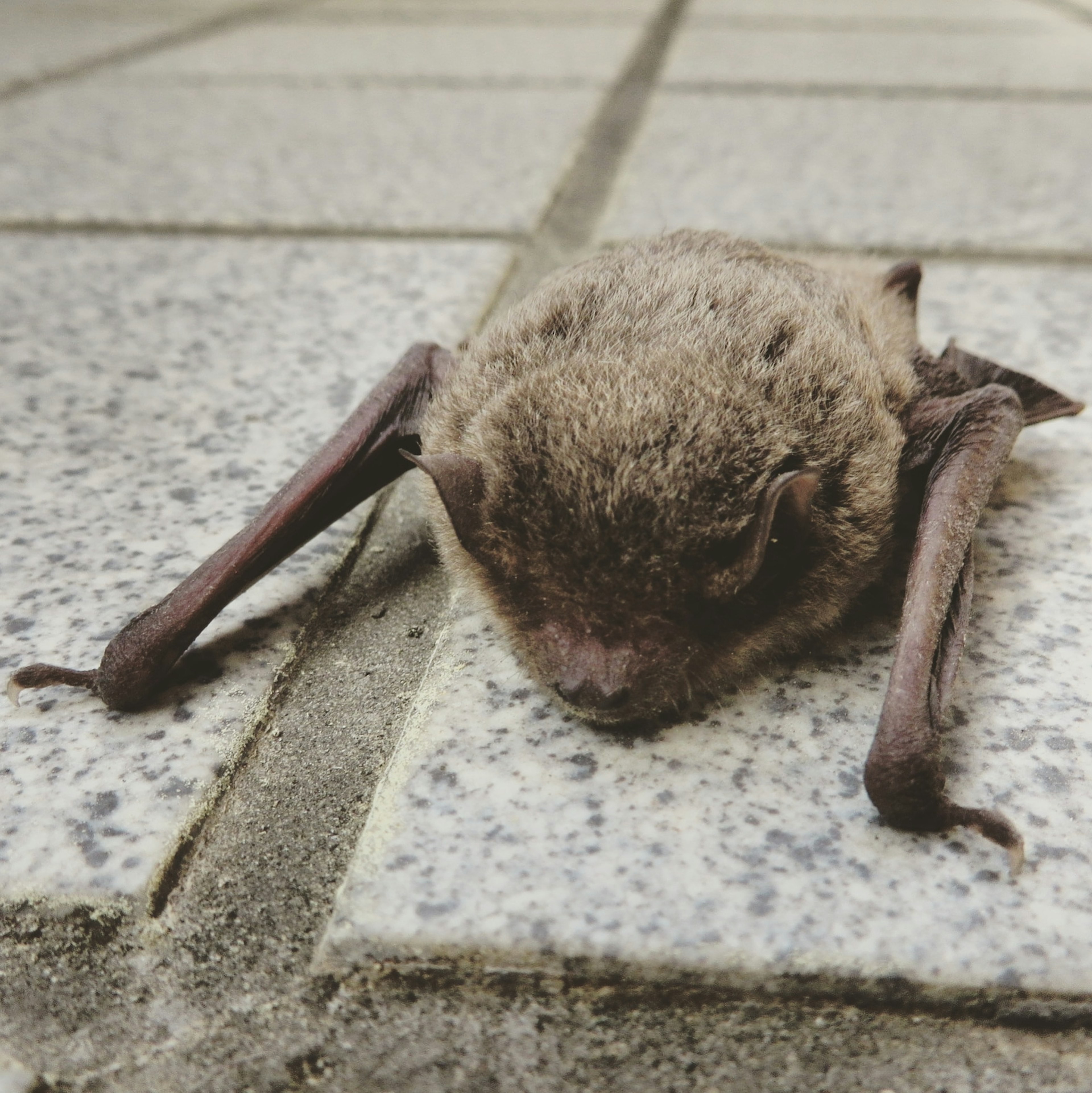 Nahaufnahme einer kleinen Fledermaus, die auf dem Boden liegt