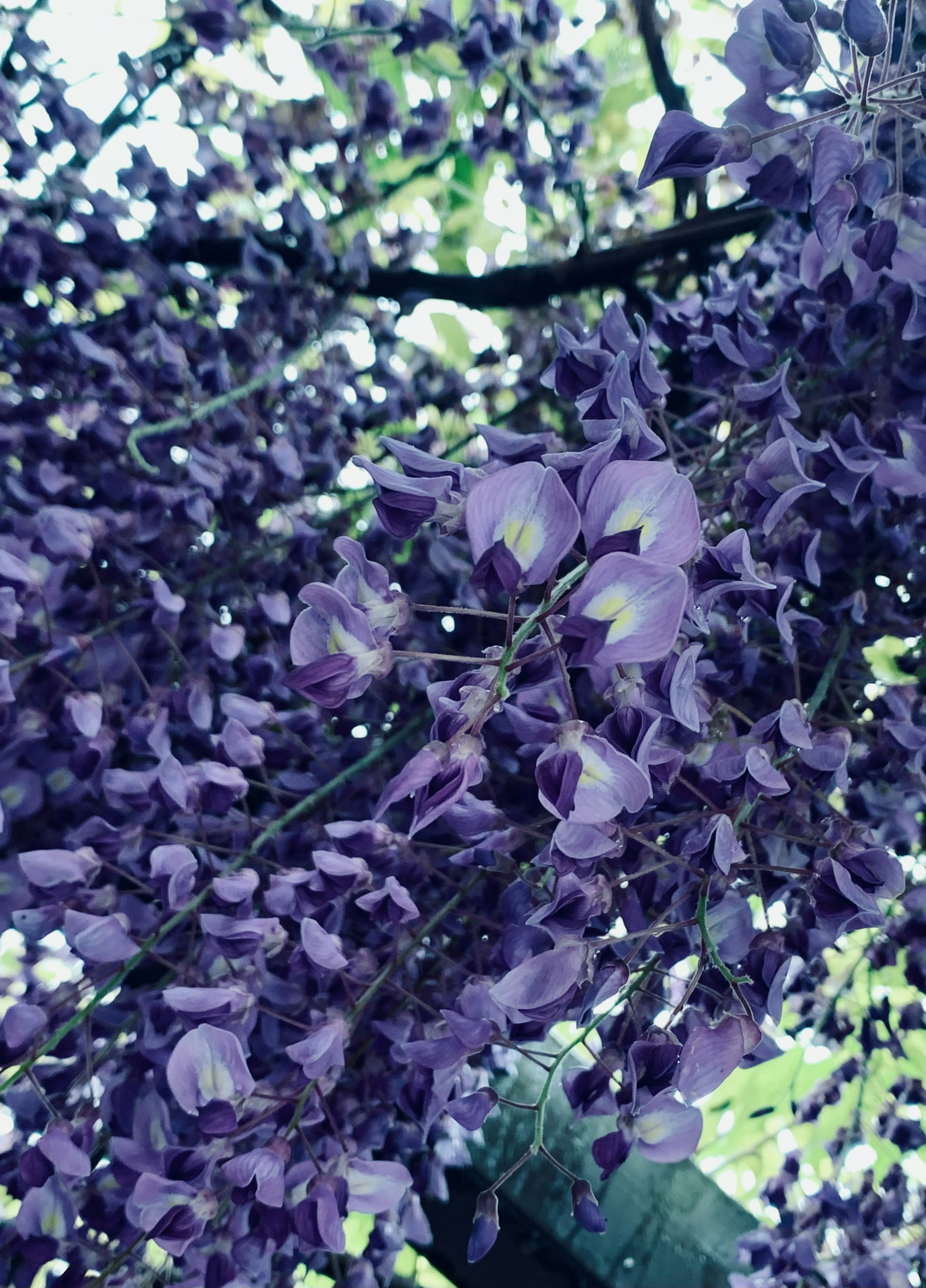 紫色の藤の花が咲いている様子